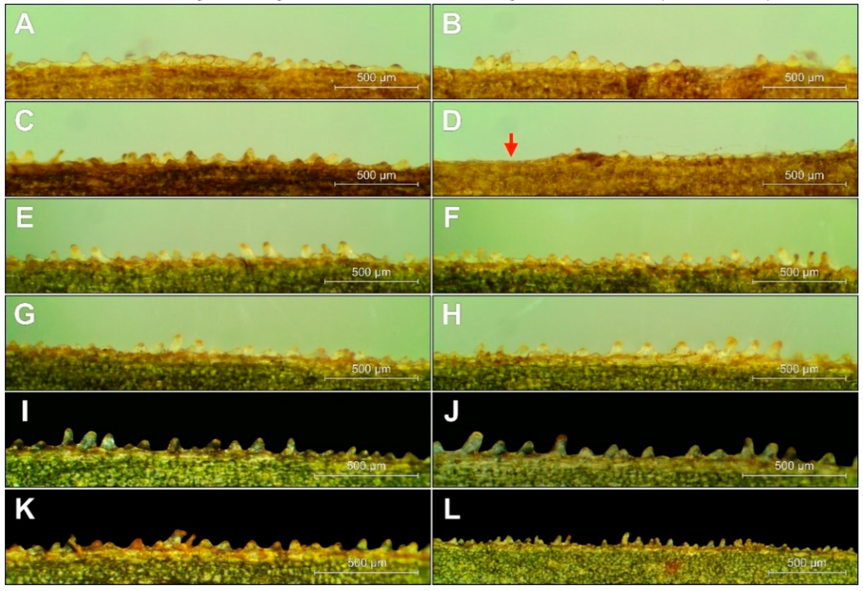 Plants 09 00783 g007