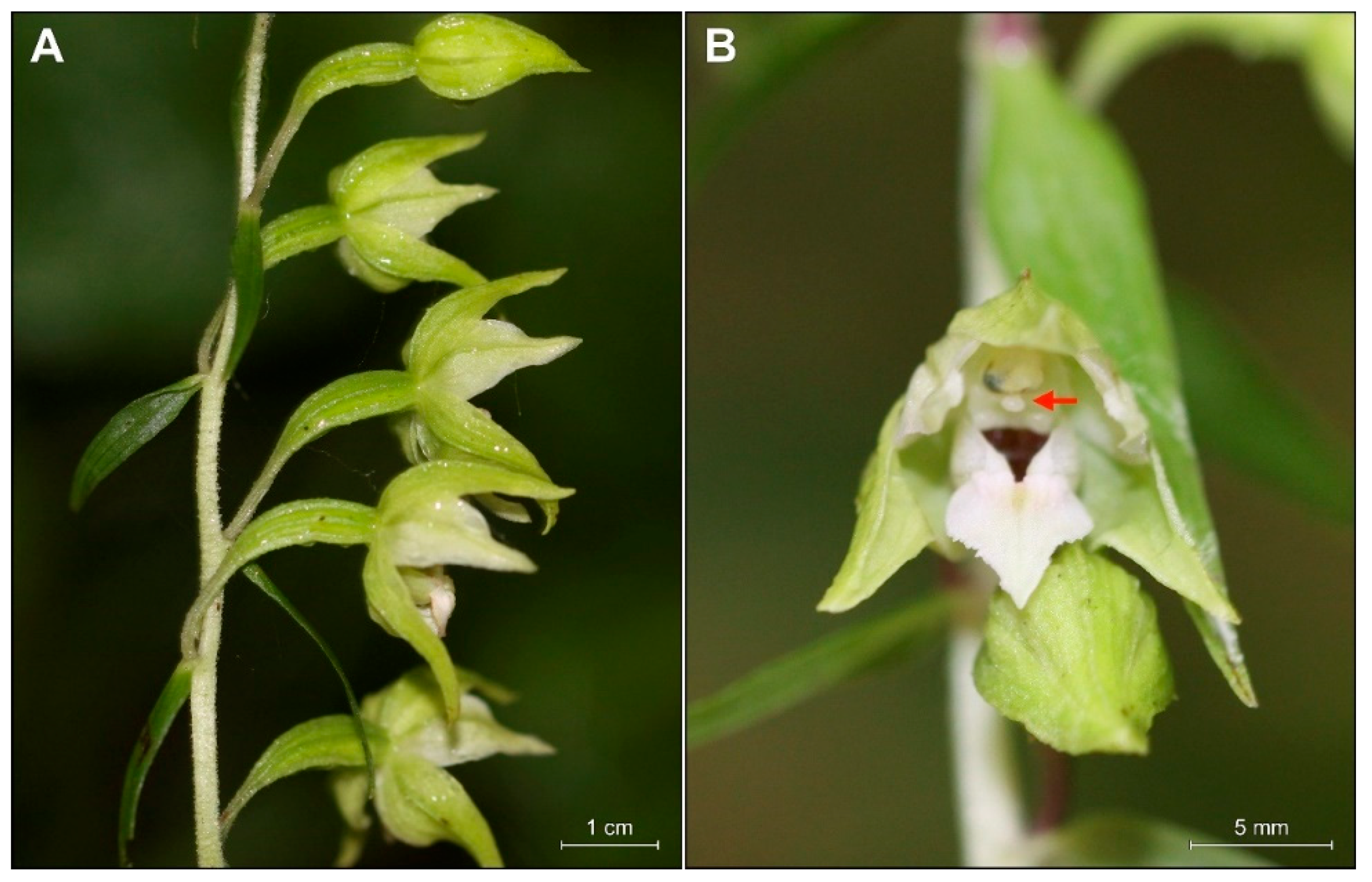 Plants 09 00783 g009