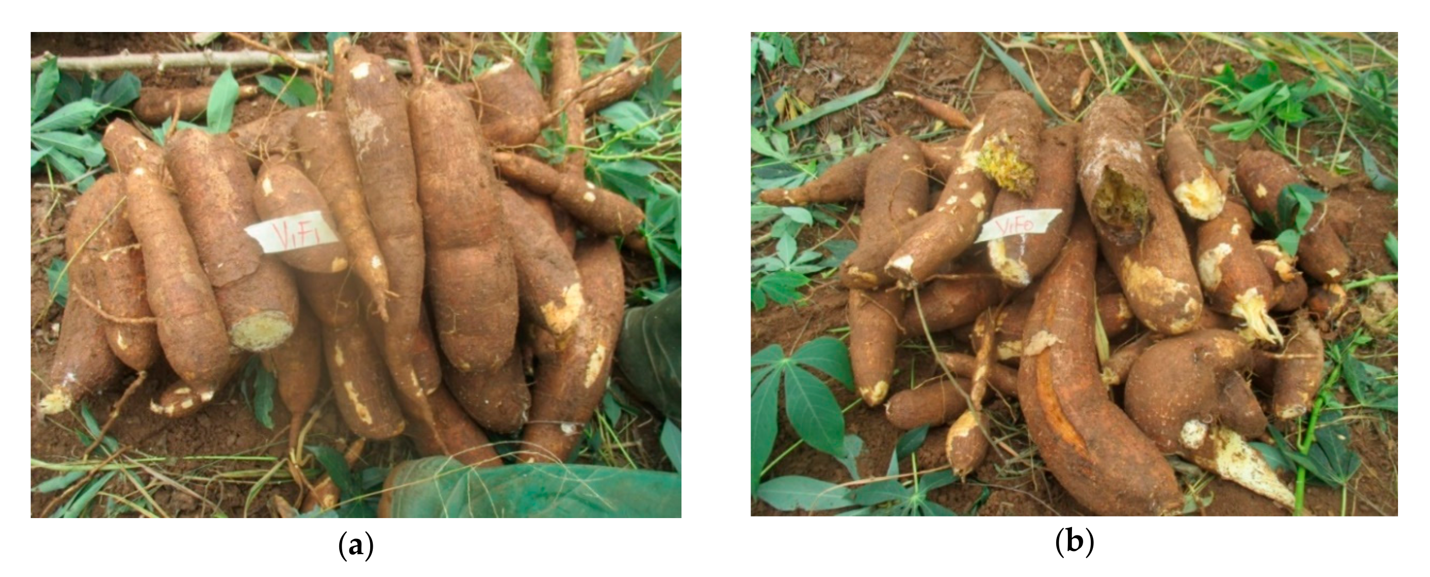 Plants 09 00802 g002