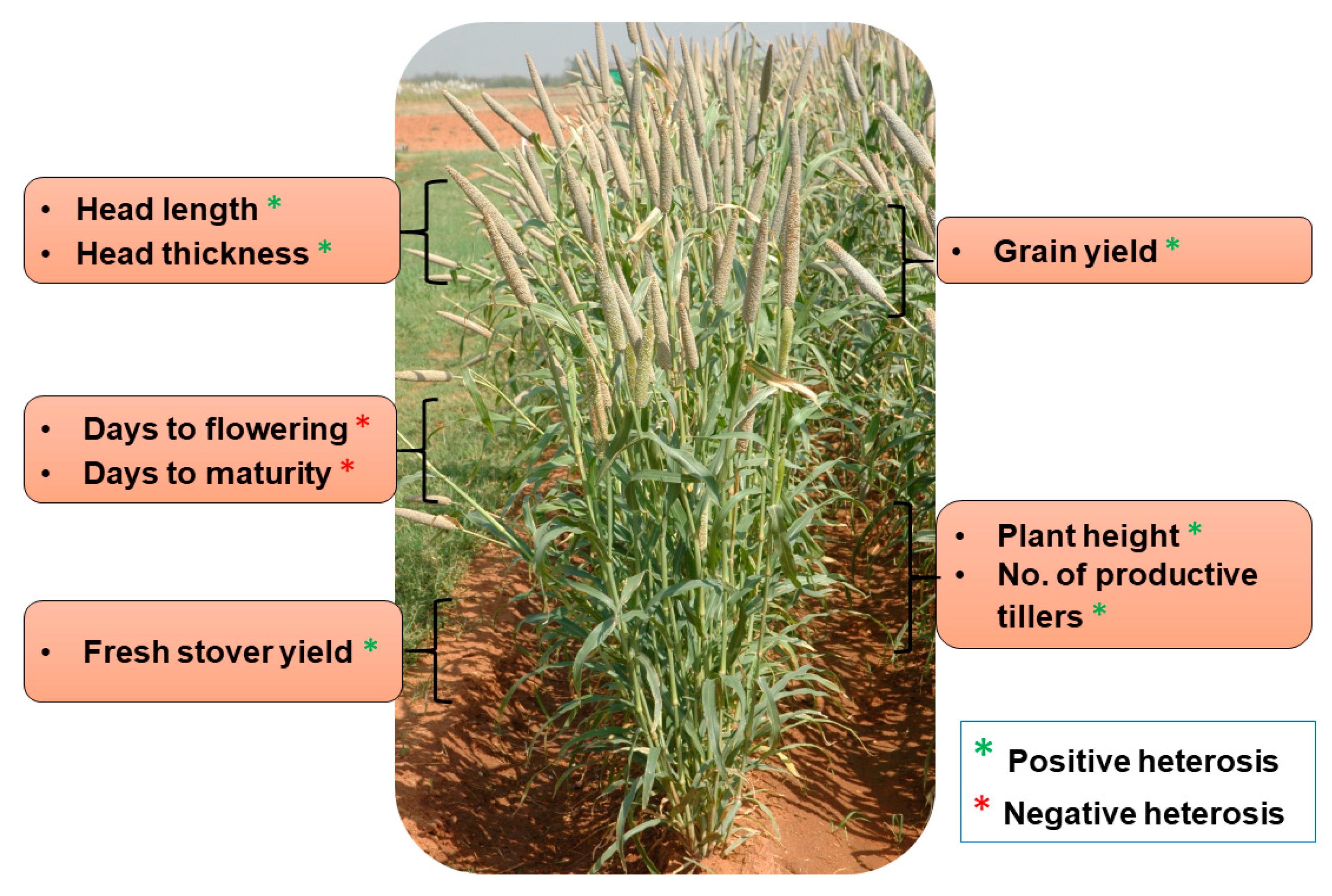 Plants 09 00807 g002