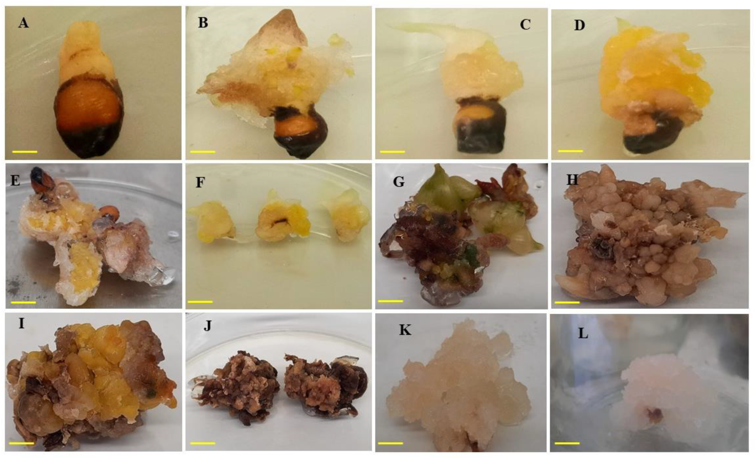 Plants 09 00816 g005