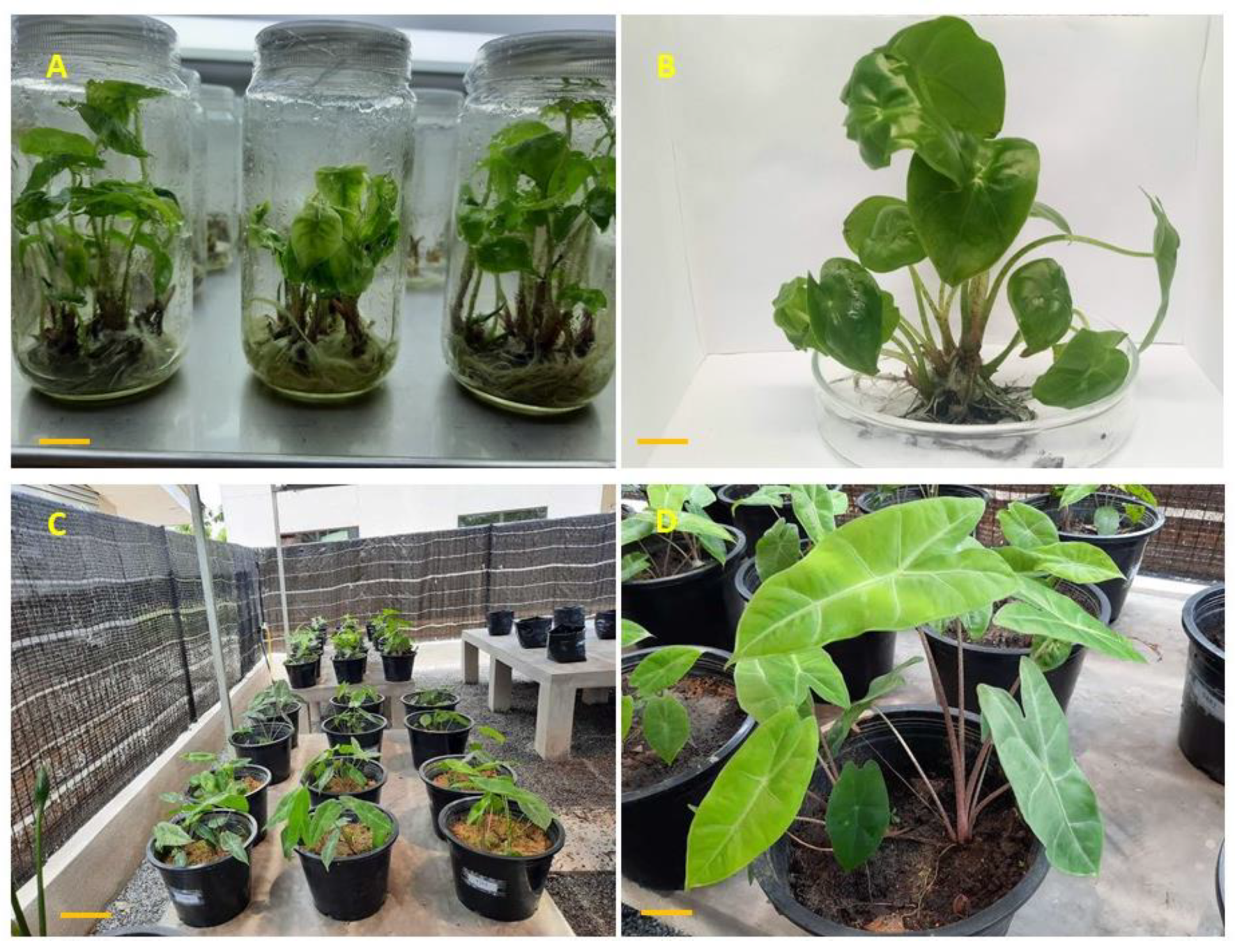 Plants 09 00816 g006