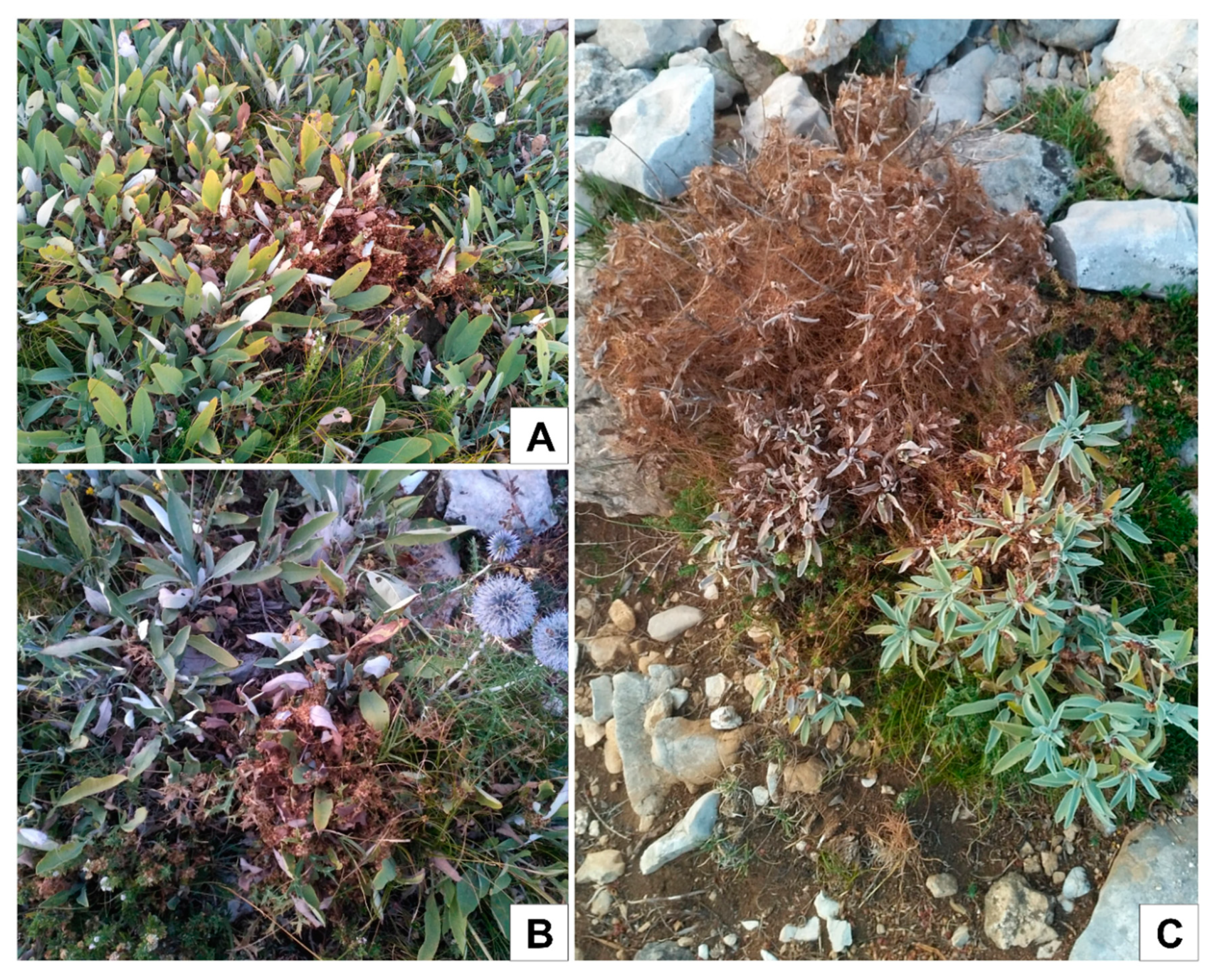 Plants 09 00828 g009