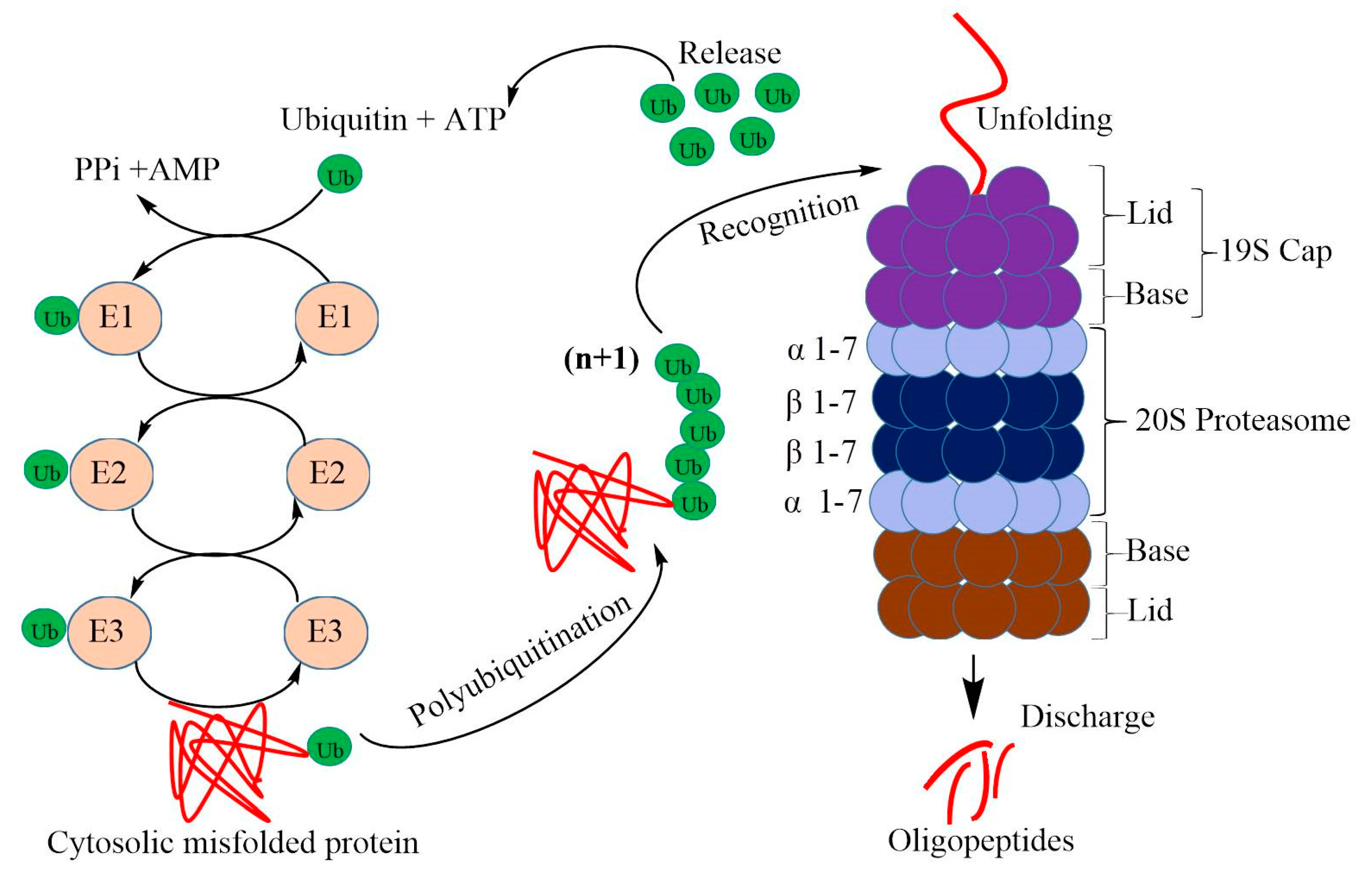 Plants 09 00832 g001 Plants 09 00832 g001