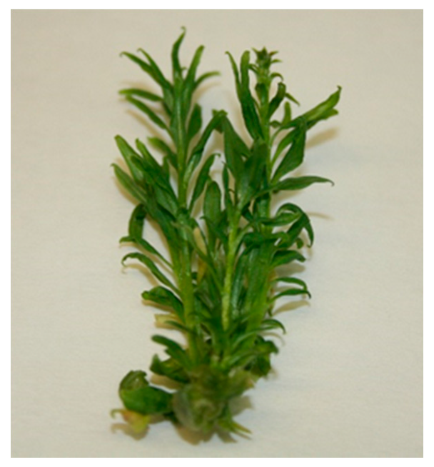 Plants 09 00844 g001 Plants 09 00844 g001