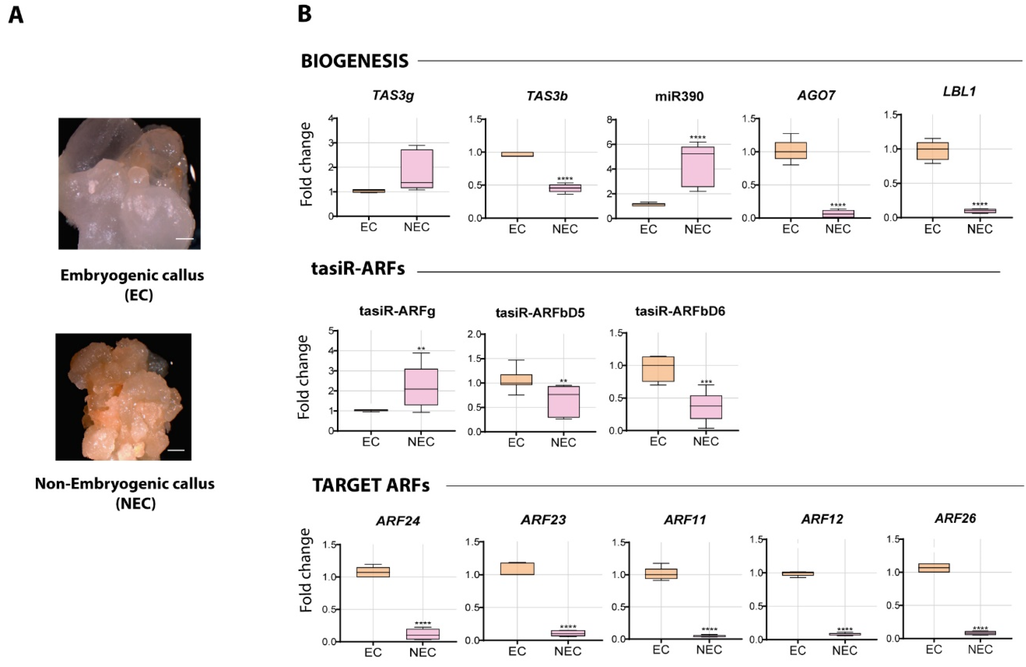 Plants 09 00849 g001