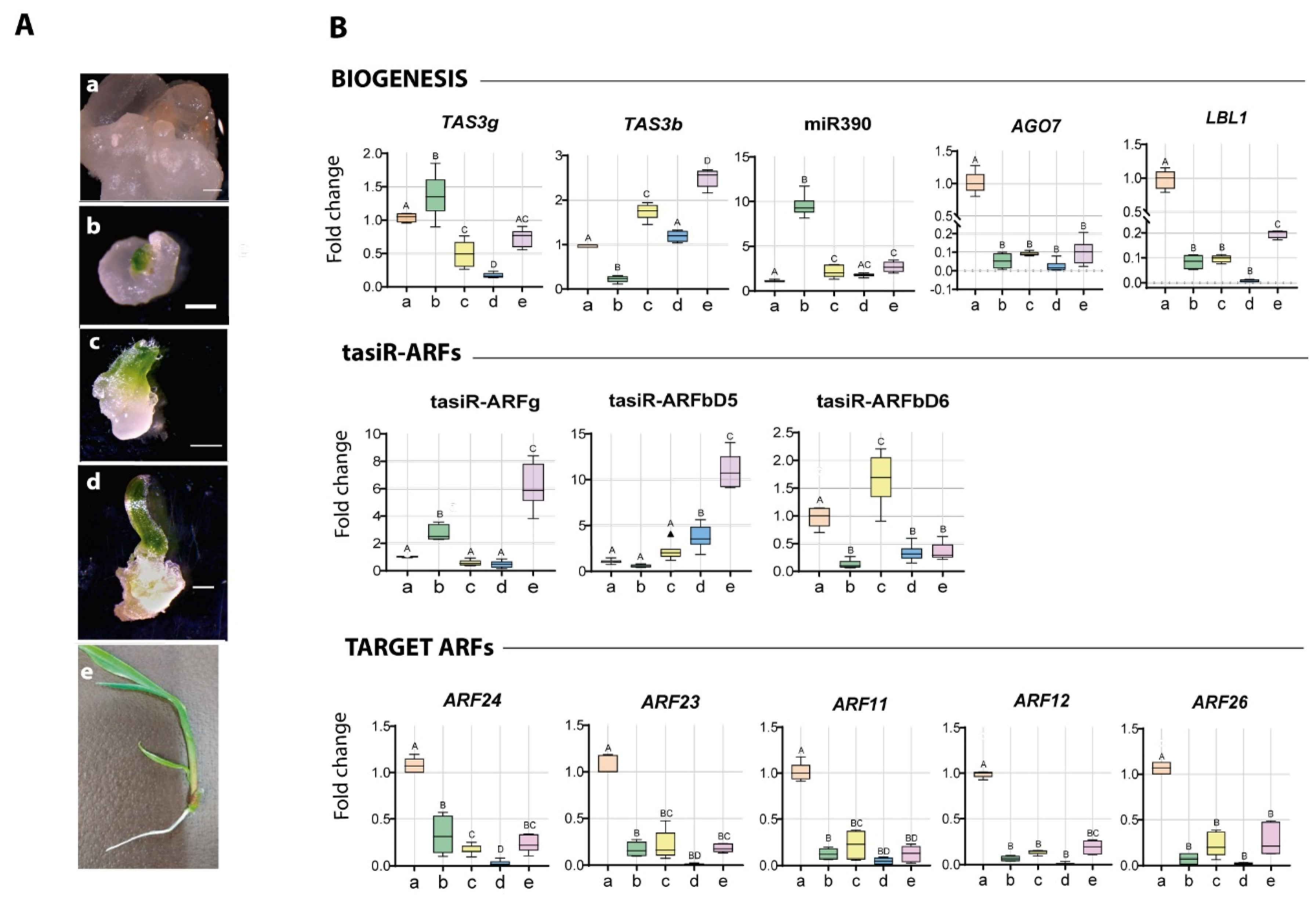 Plants 09 00849 g002