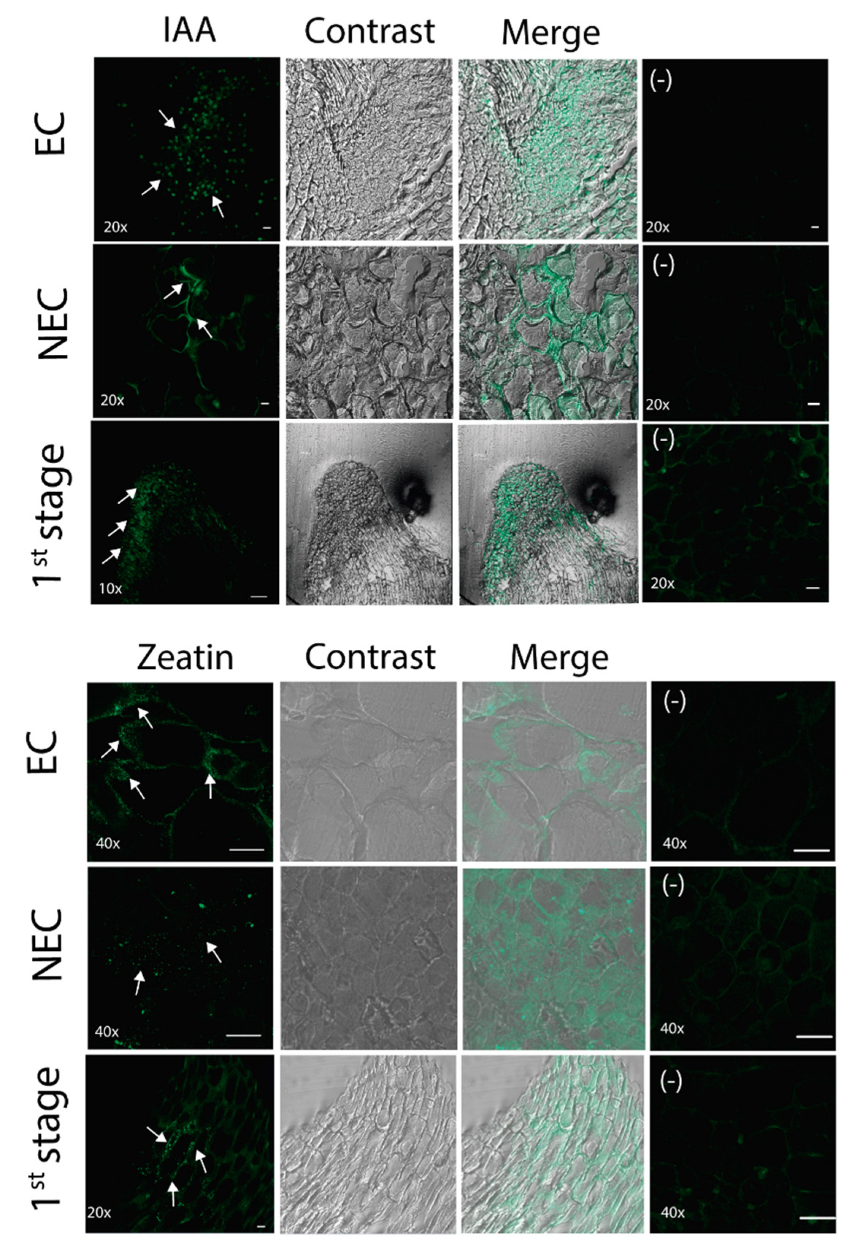 Plants 09 00849 g004