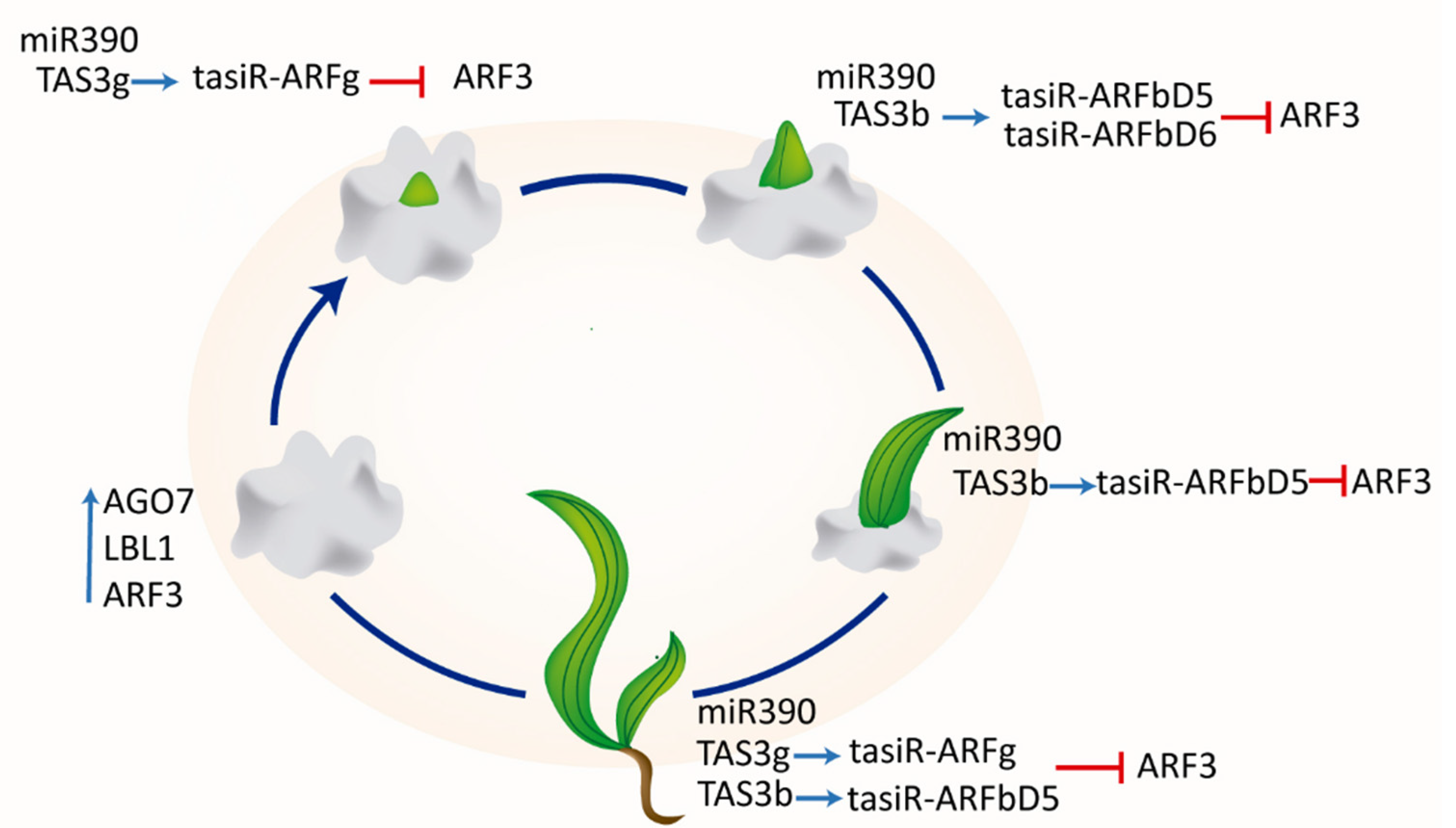 Plants 09 00849 g005