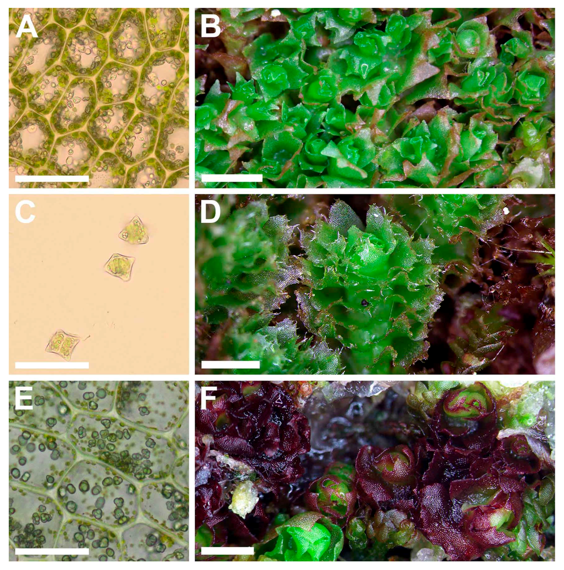 Plants 09 00850 g007 Plants 09 00850 g007