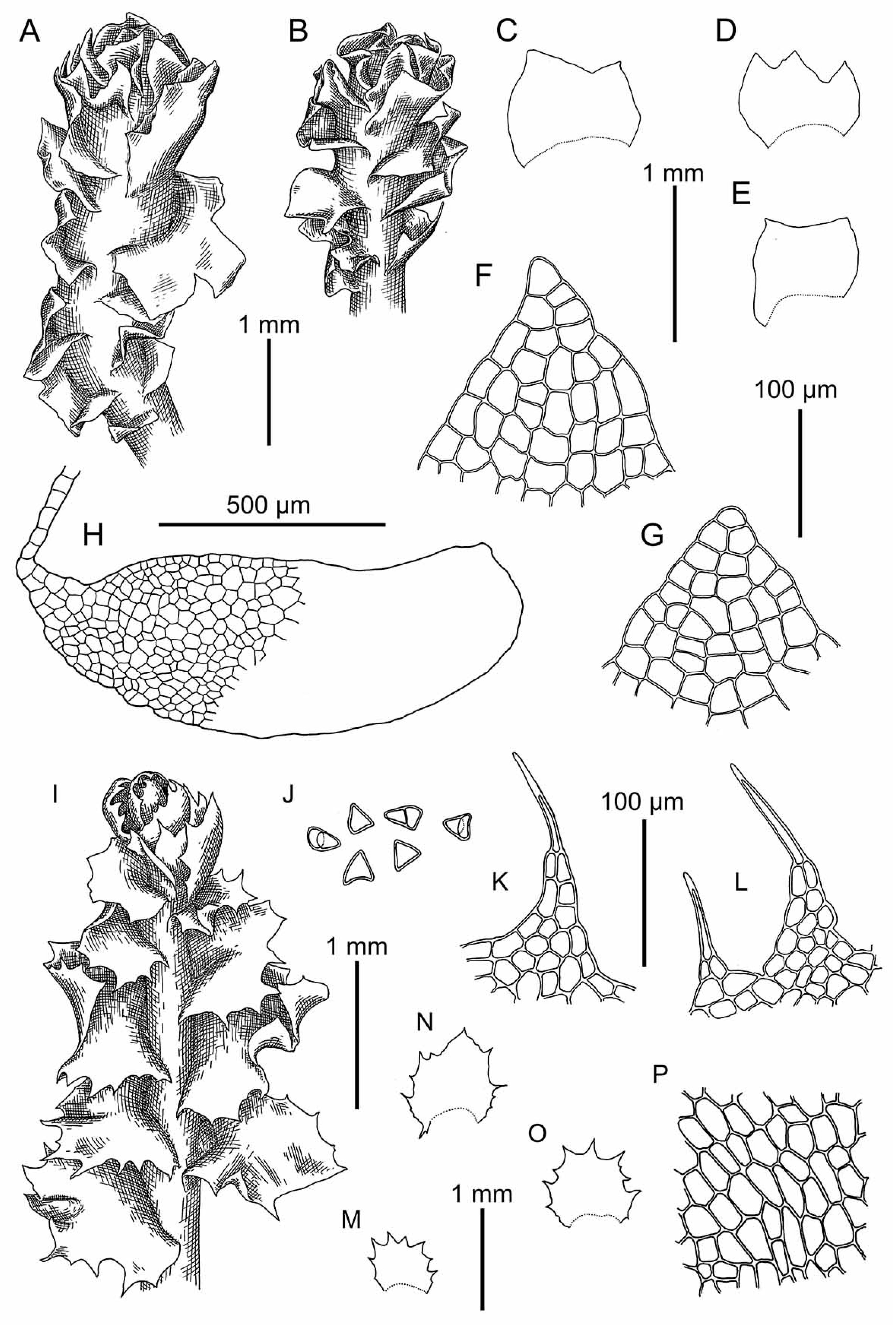 Plants 09 00850 g011 Plants 09 00850 g011