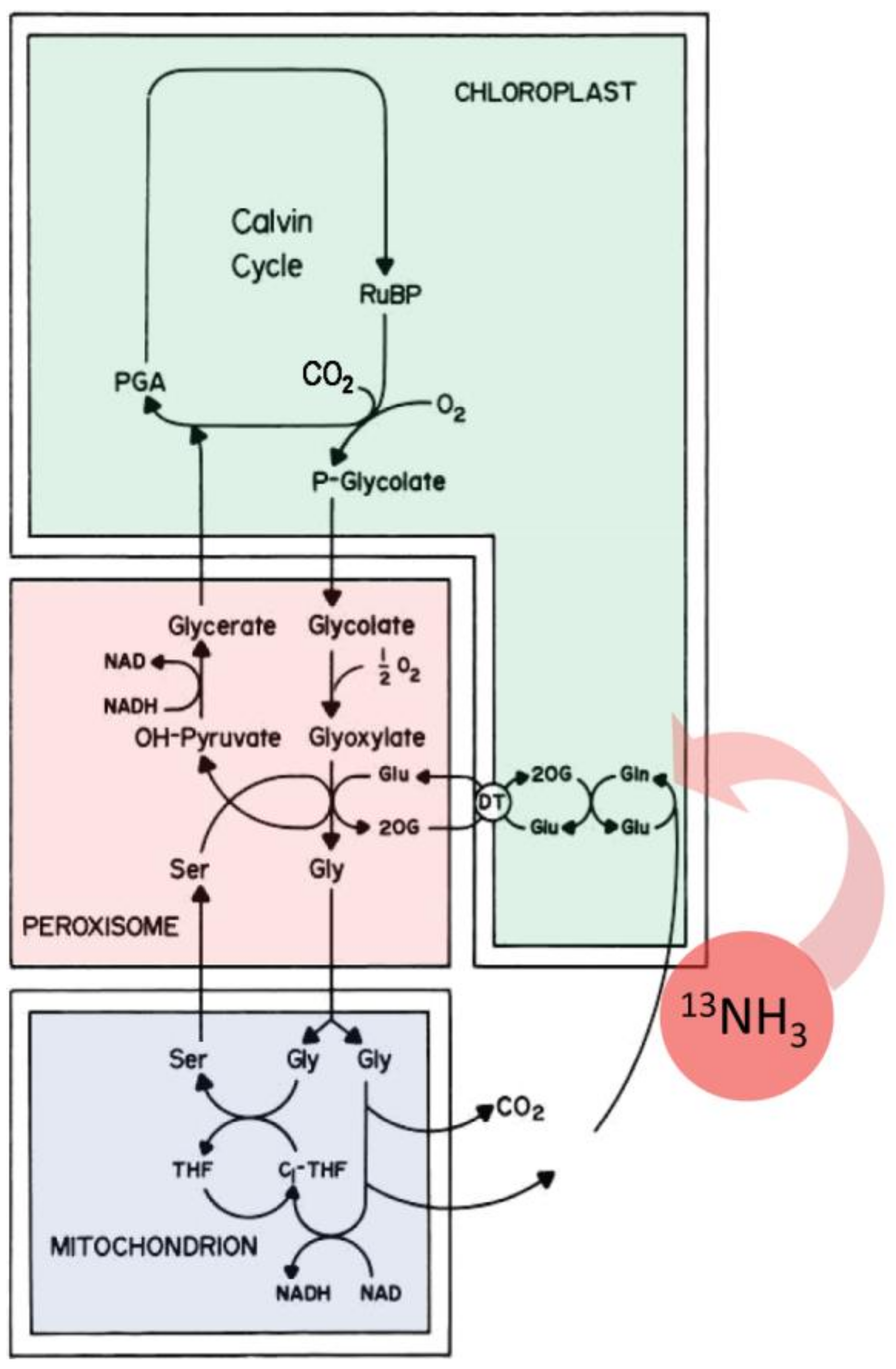 Plants 09 00851 g009 Plants 09 00851 g009