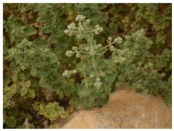 Plants 09 00869 i002