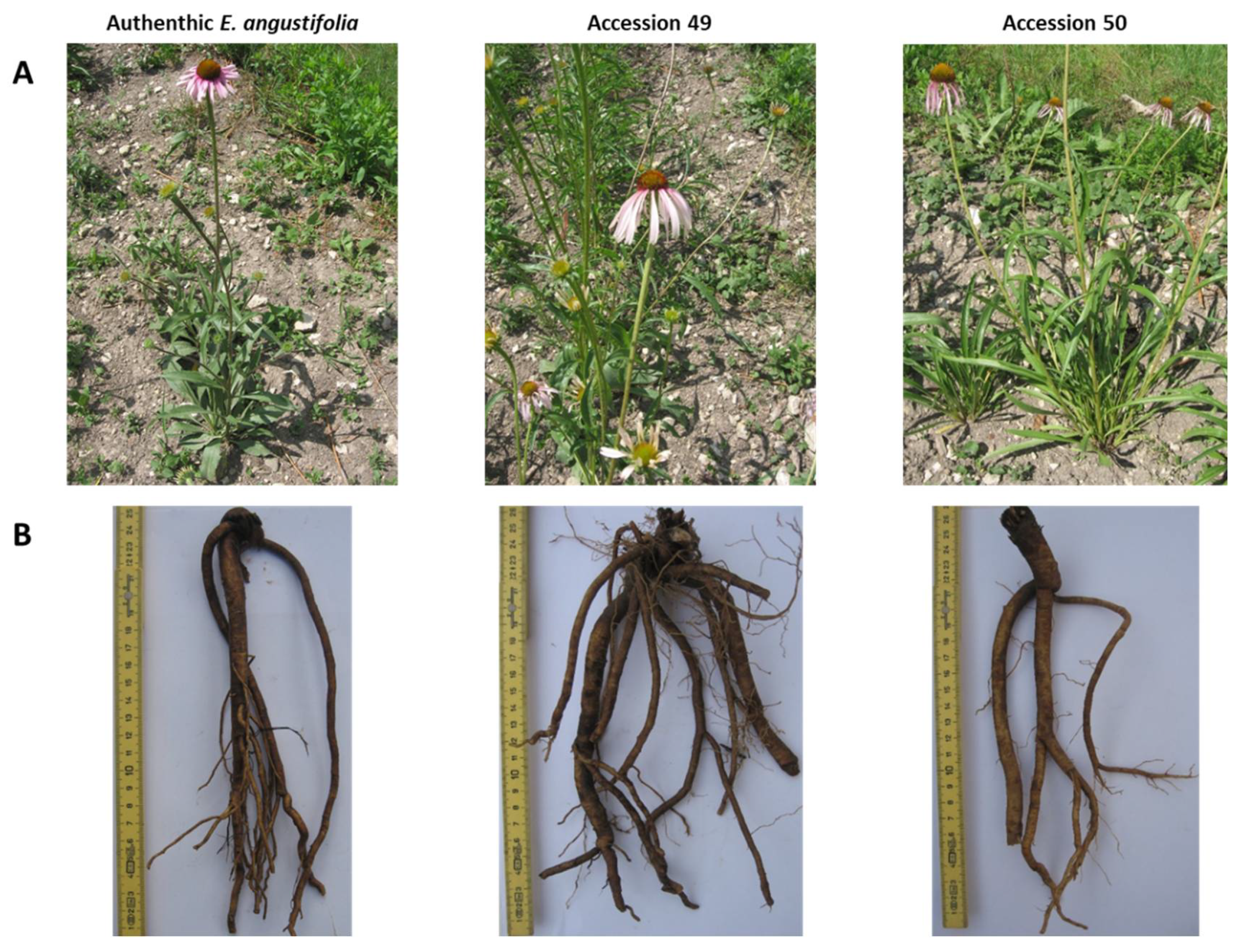 Plants 09 00873 g003