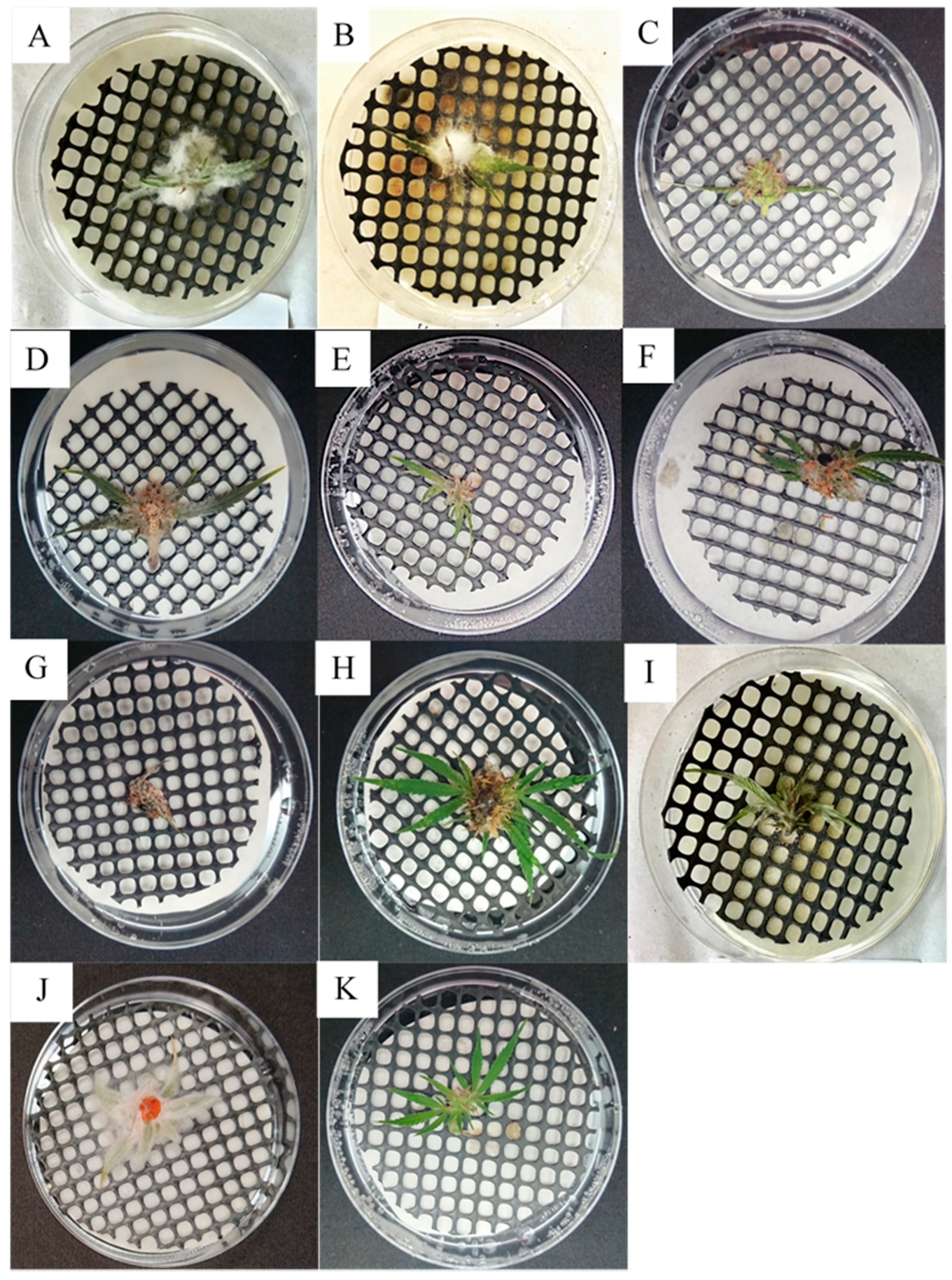 Plants 09 00882 g002 Plants 09 00882 g002