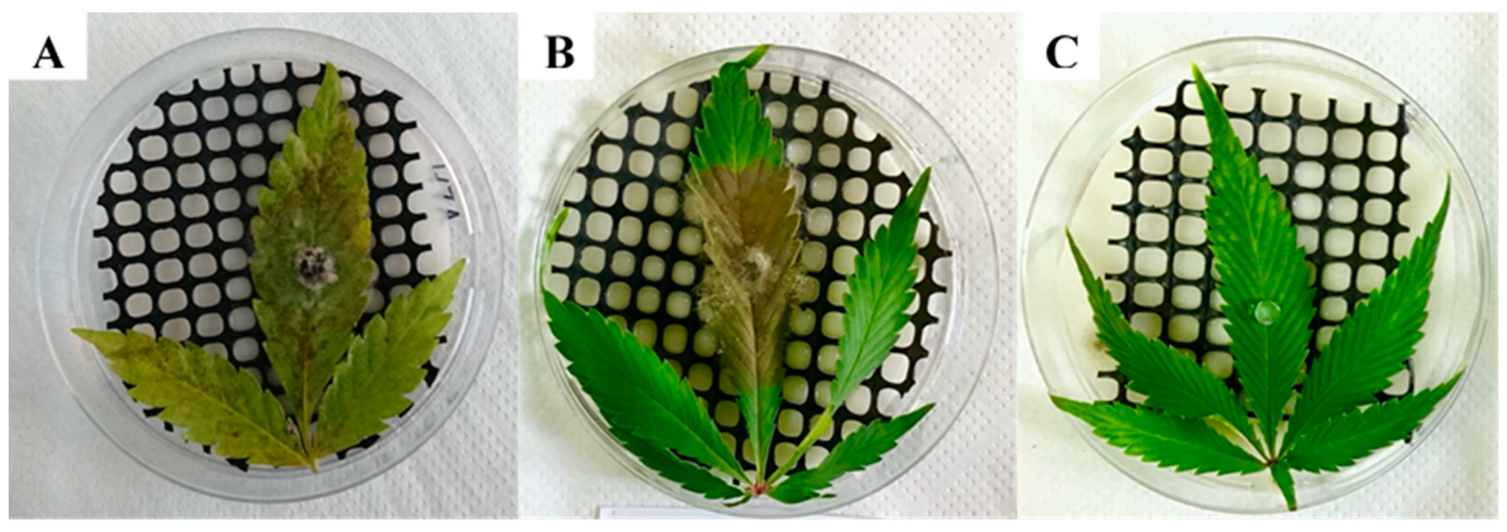 Plants 09 00882 g003 Plants 09 00882 g003