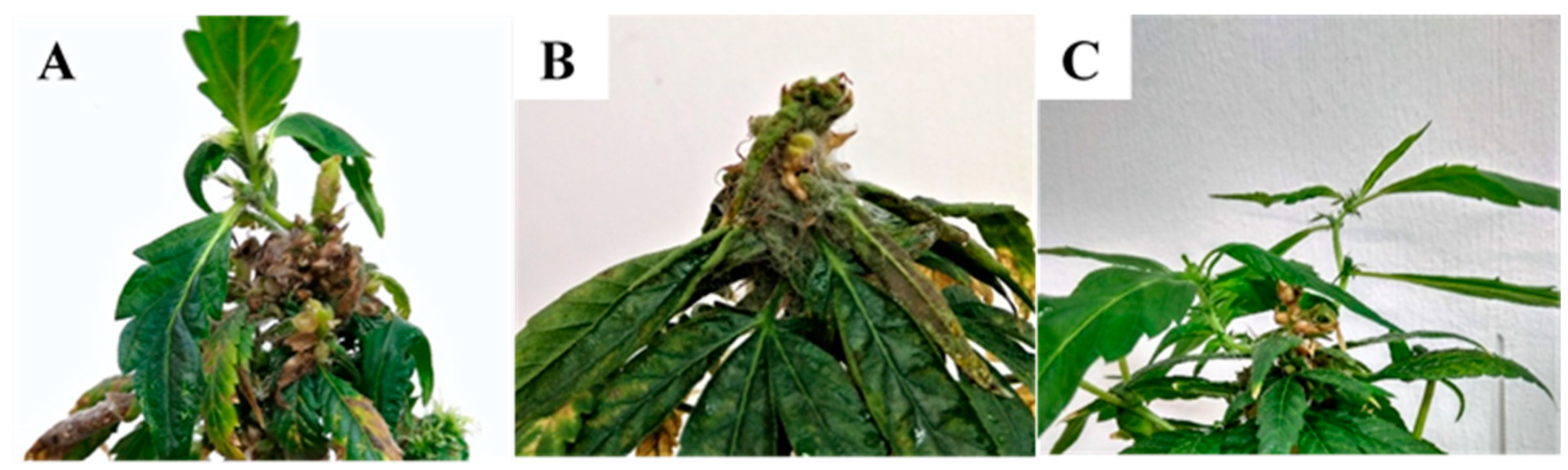 Plants 09 00882 g004 Plants 09 00882 g004