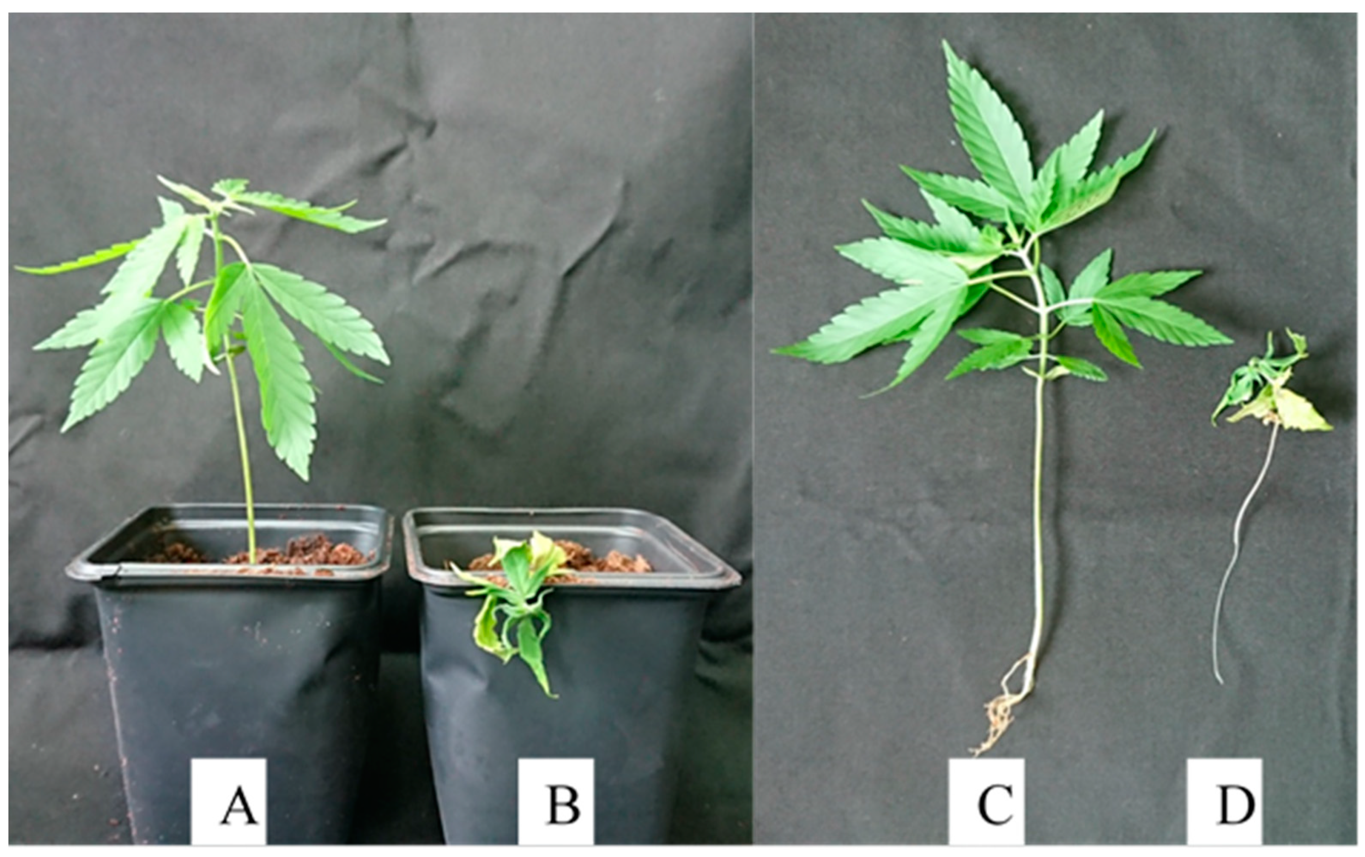 Plants 09 00882 g005 Plants 09 00882 g005
