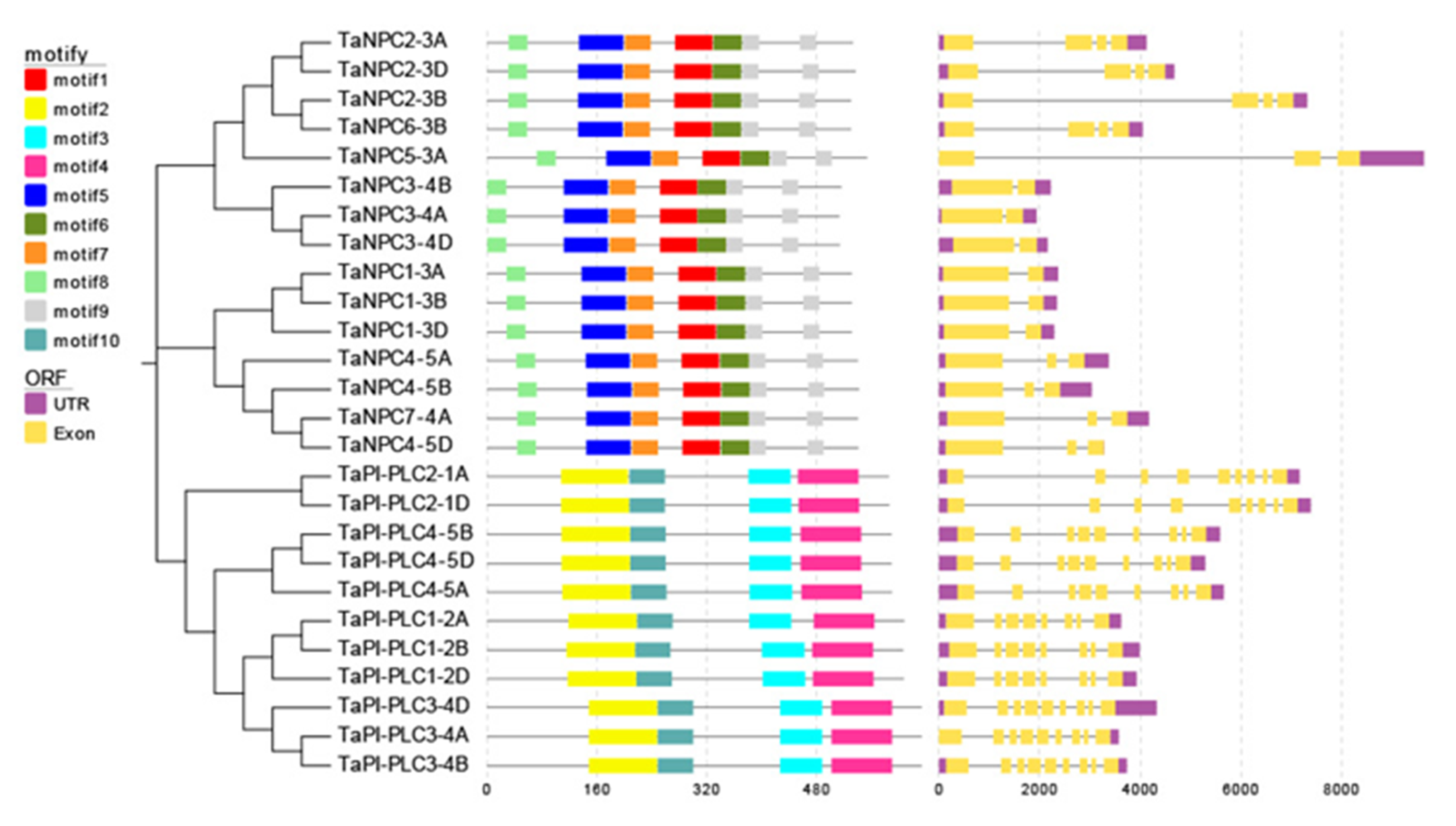 Plants 09 00885 g001