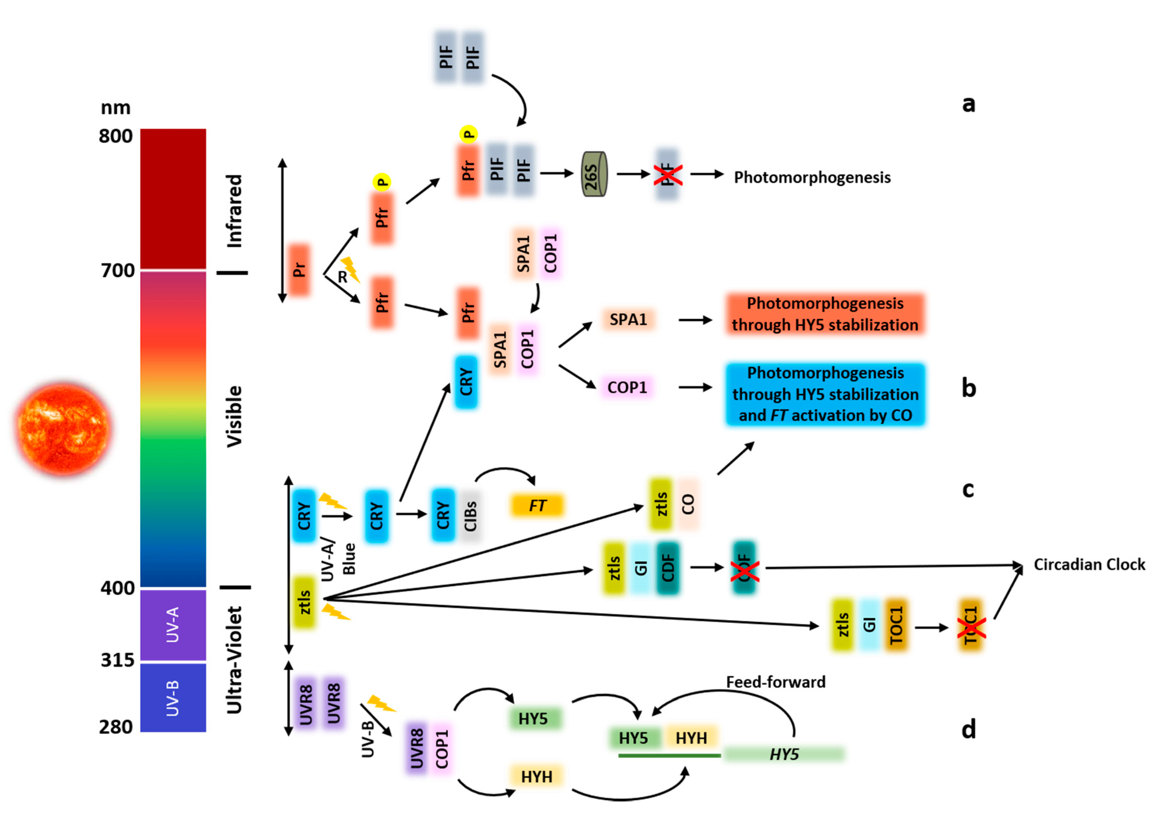 Plants 09 00894 g001 Plants 09 00894 g001
