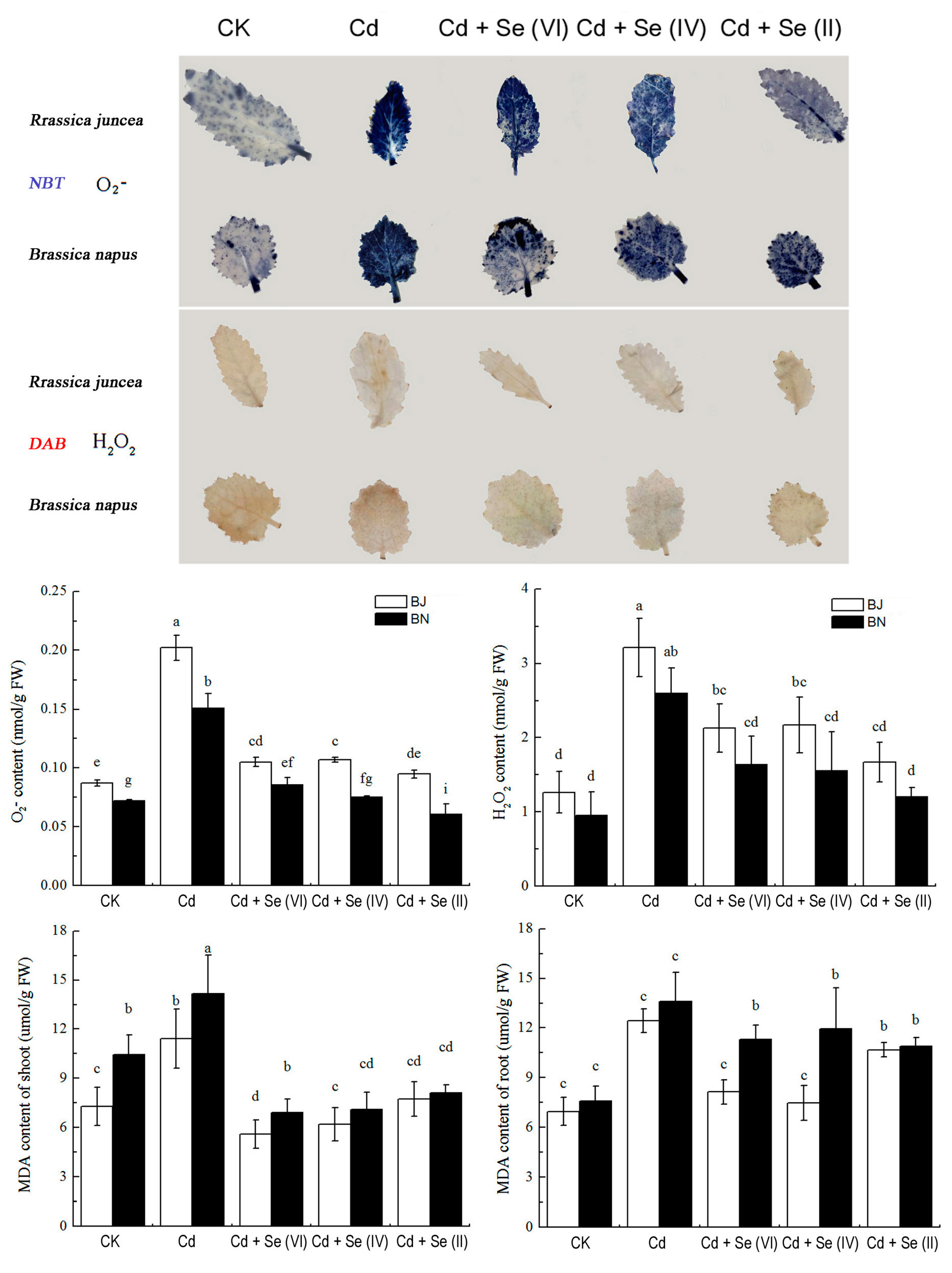 Plants 09 00904 g003