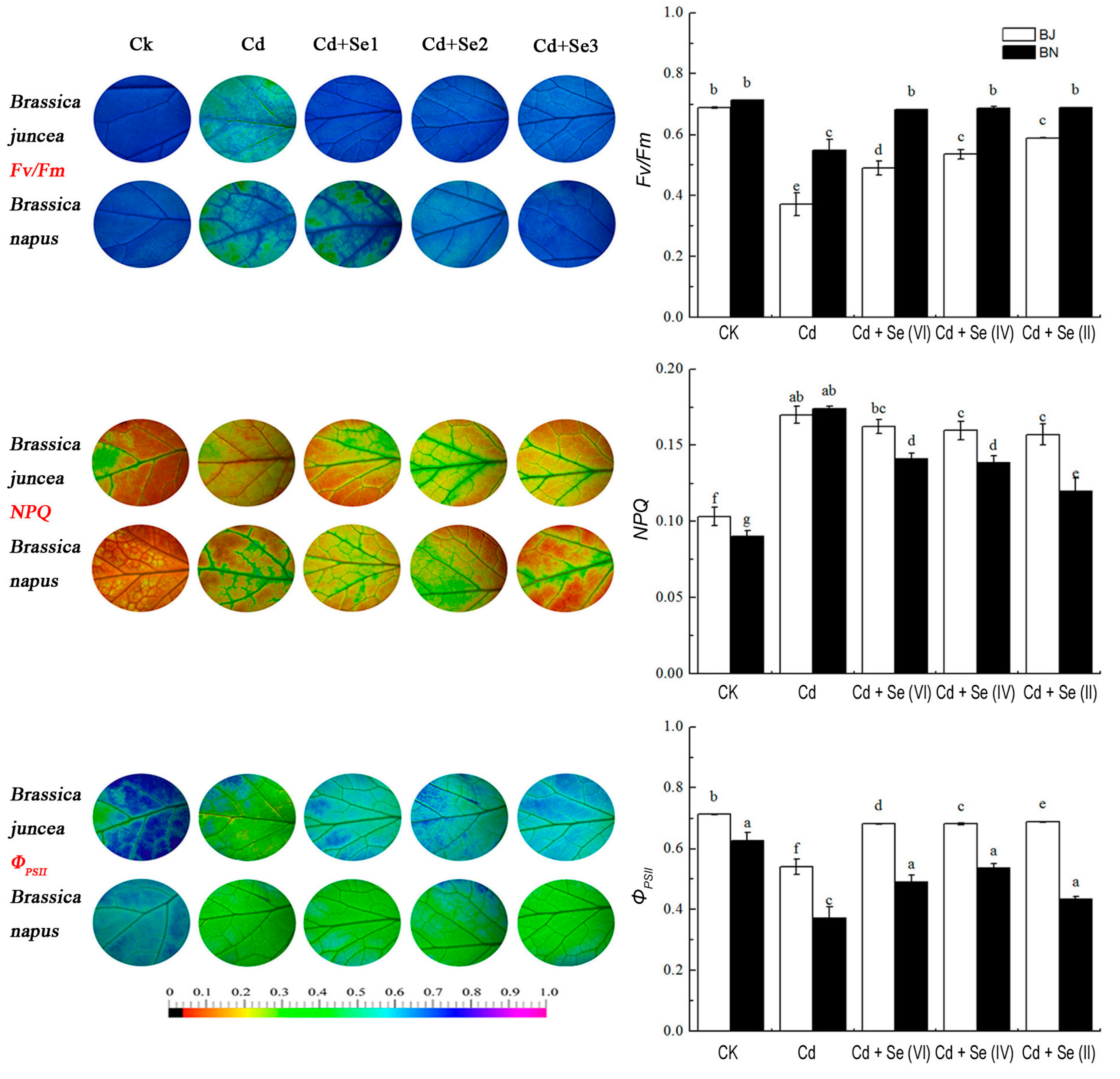 Plants 09 00904 g005
