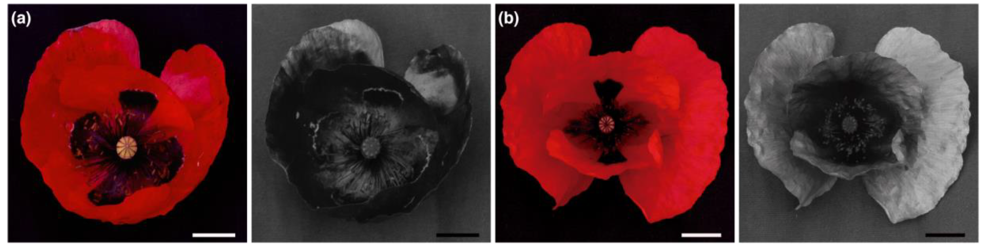 Plants 09 00927 g002