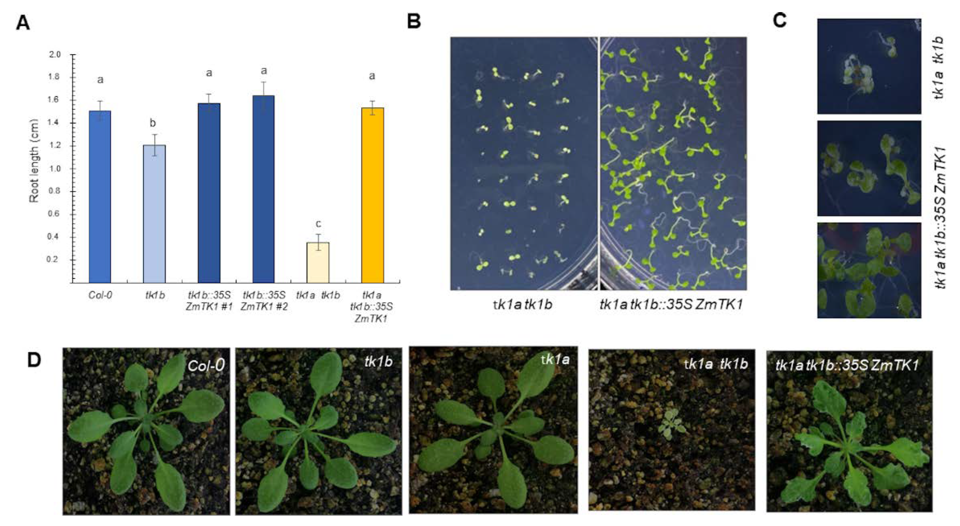 Plants 09 00930 g004