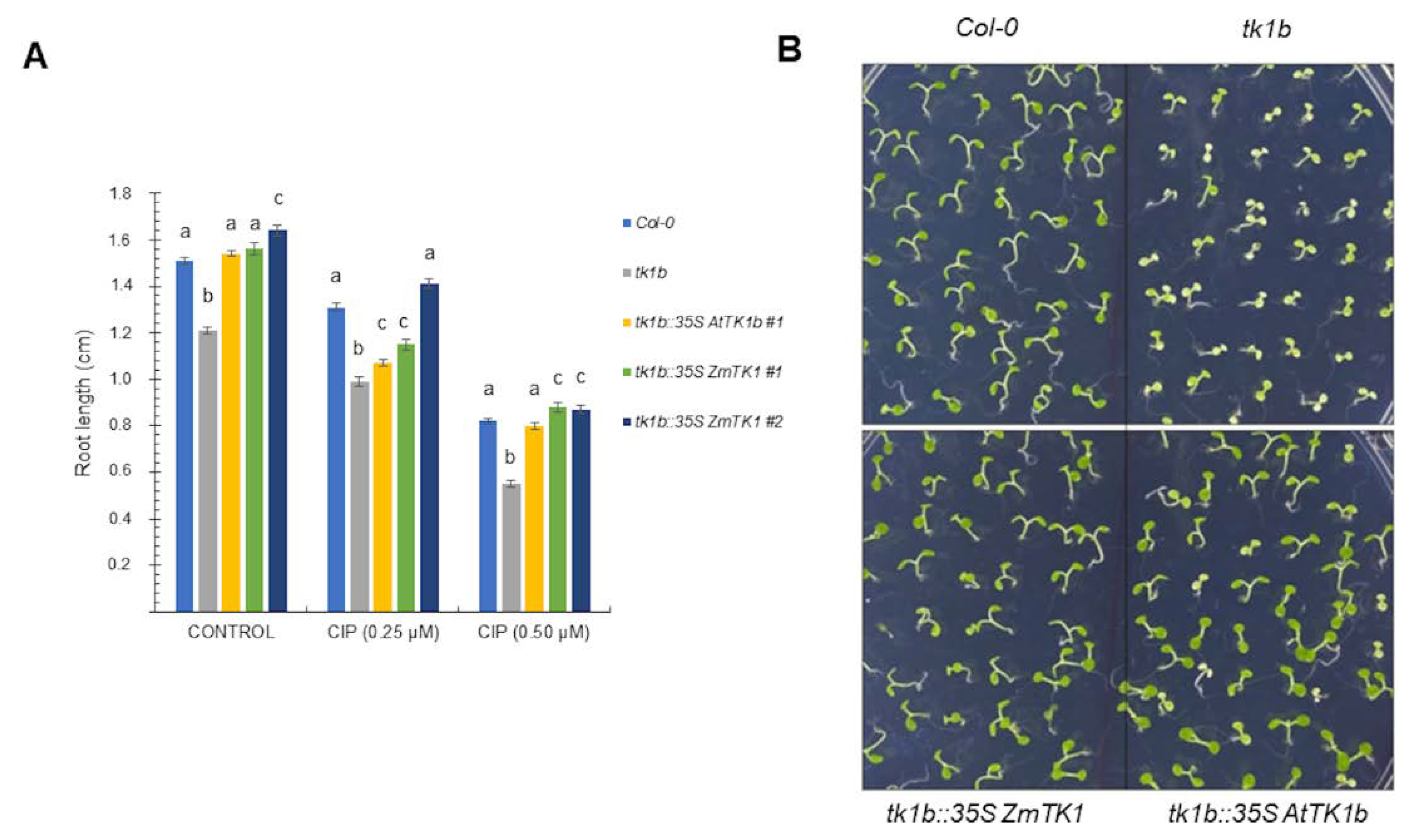 Plants 09 00930 g005
