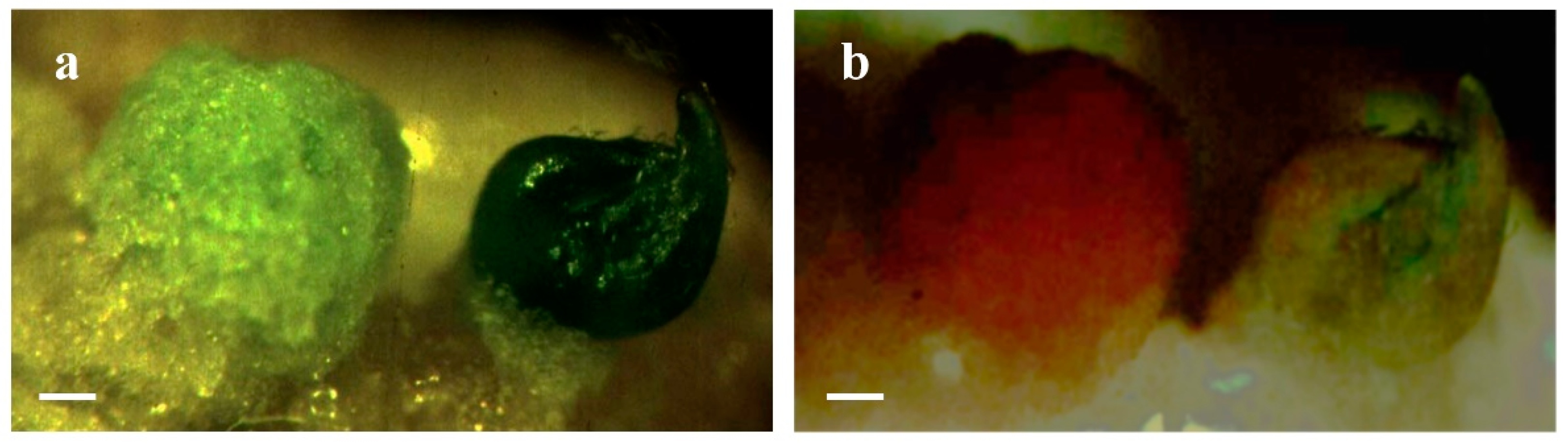 Plants 09 00938 g001