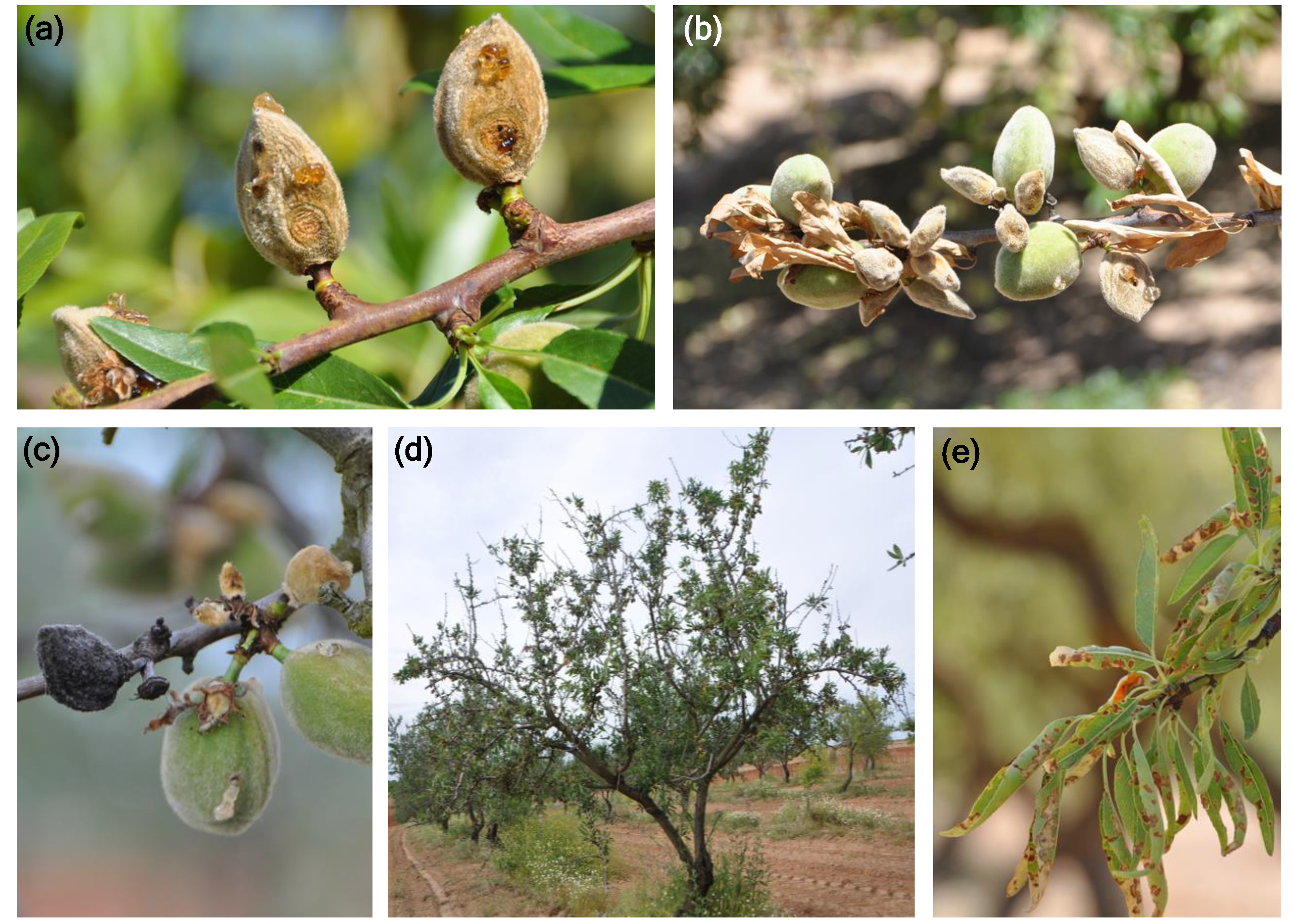 Plants 09 00945 g001