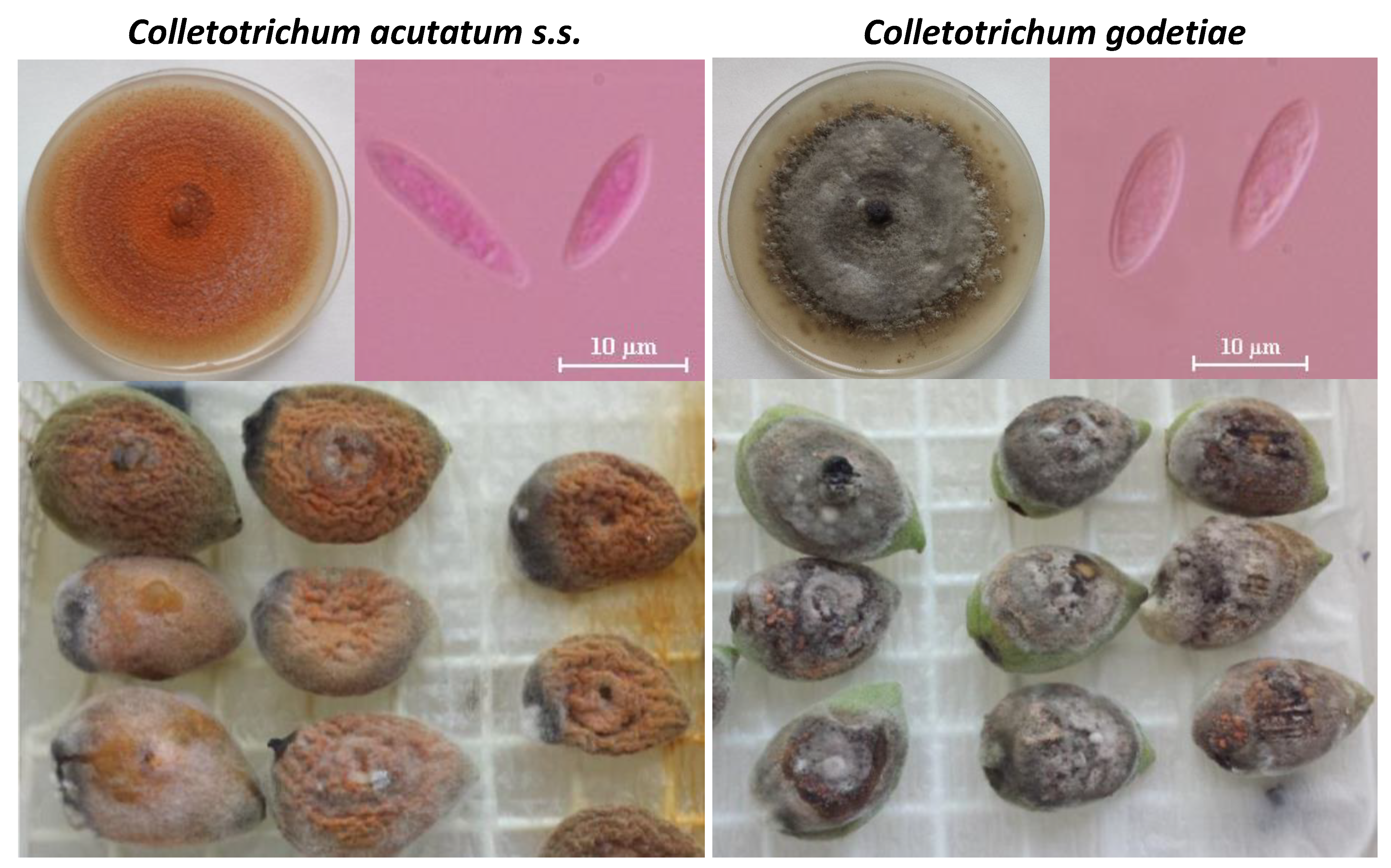 Plants 09 00945 g002