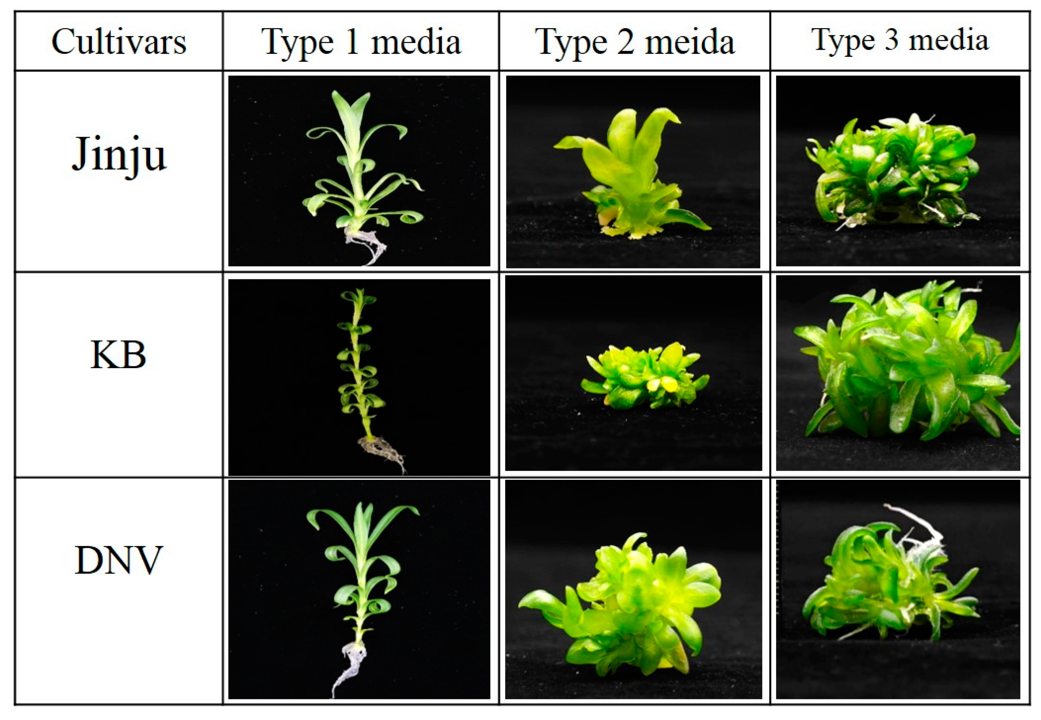 Plants 09 00950 g001