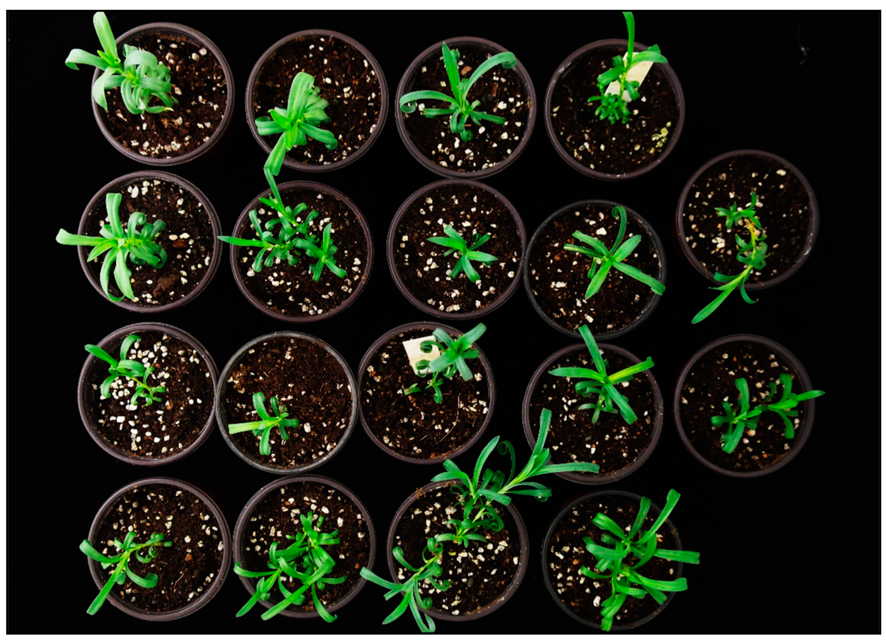 Plants 09 00950 g005