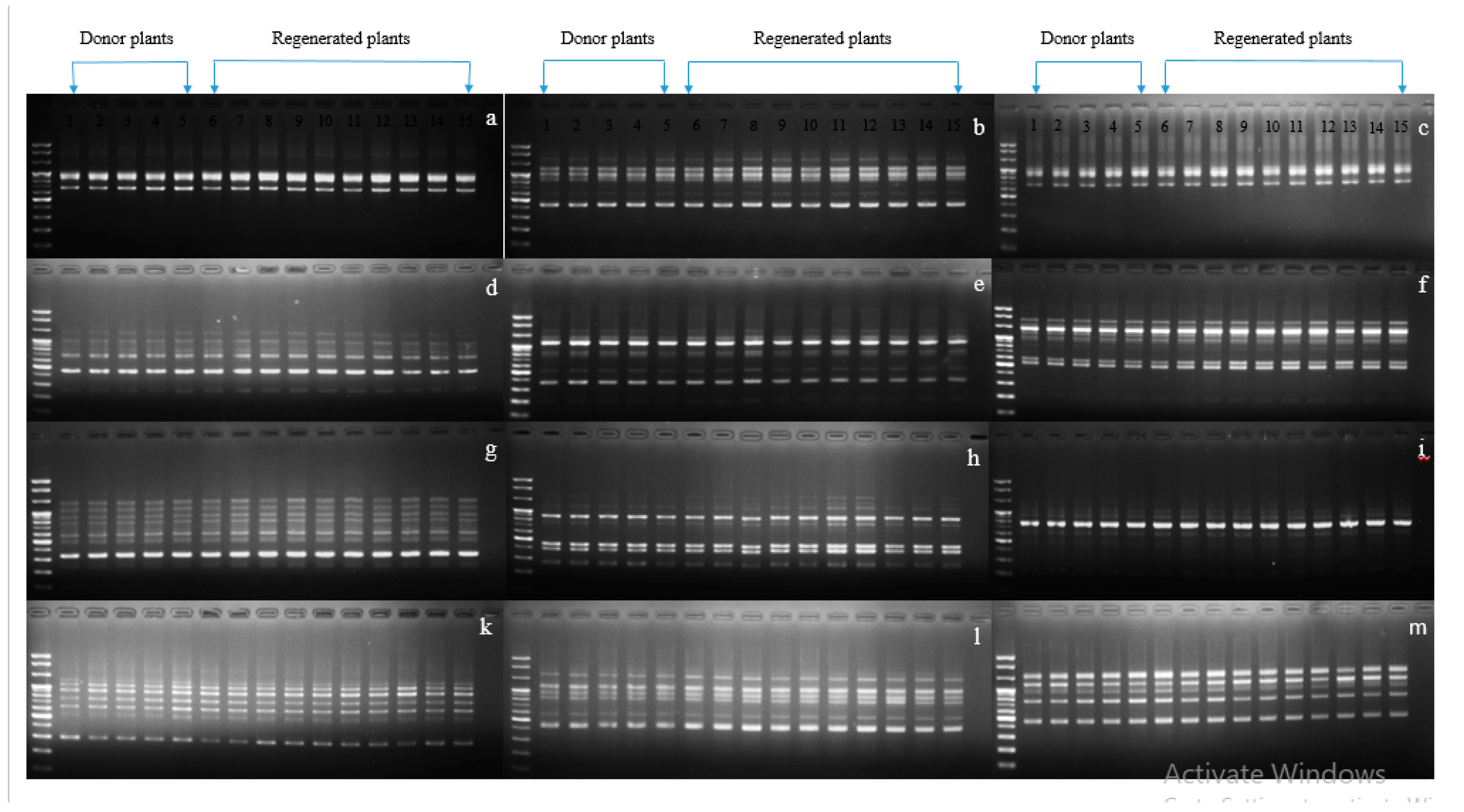Plants 09 00950 g006