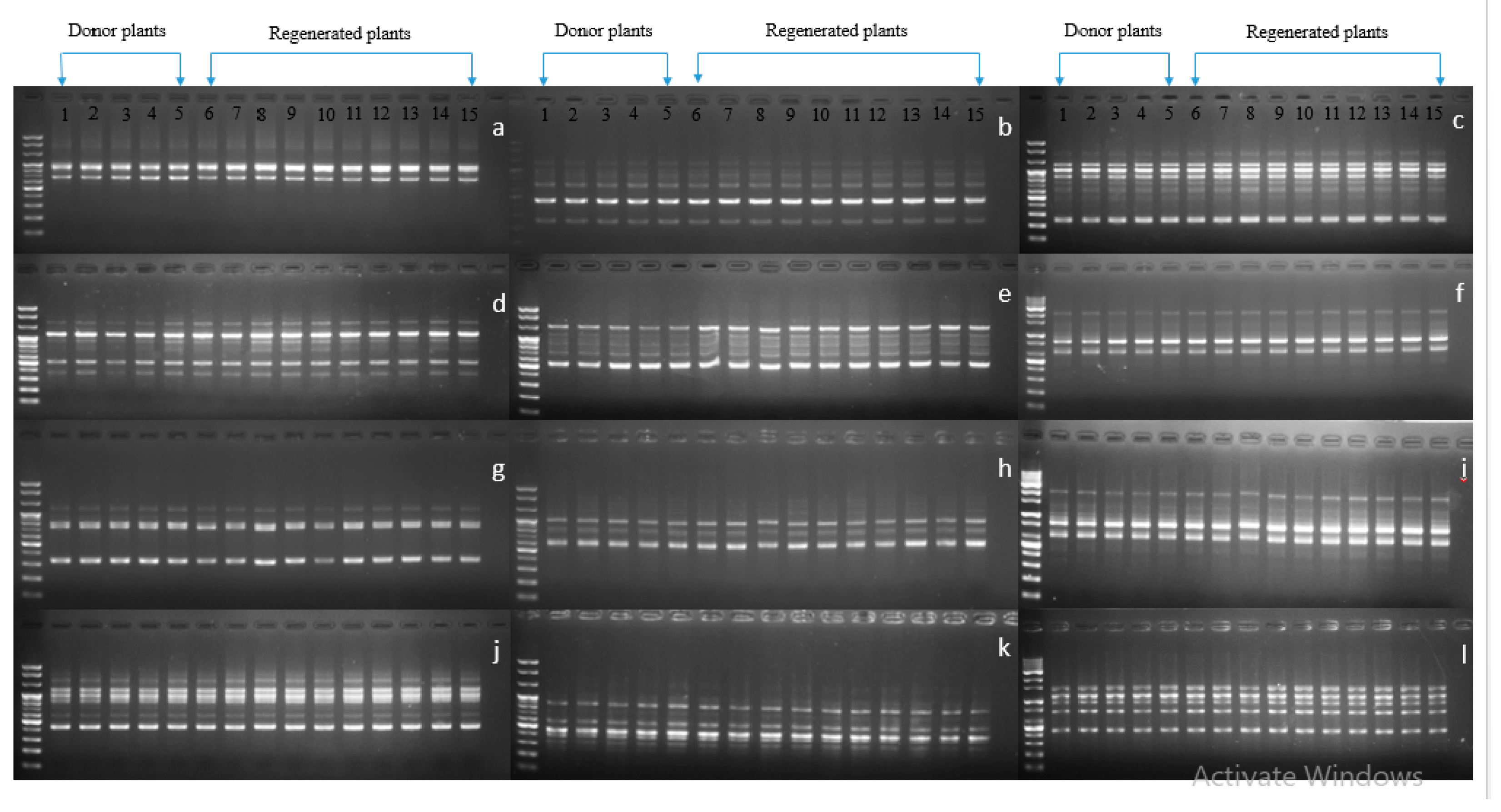 Plants 09 00950 g007