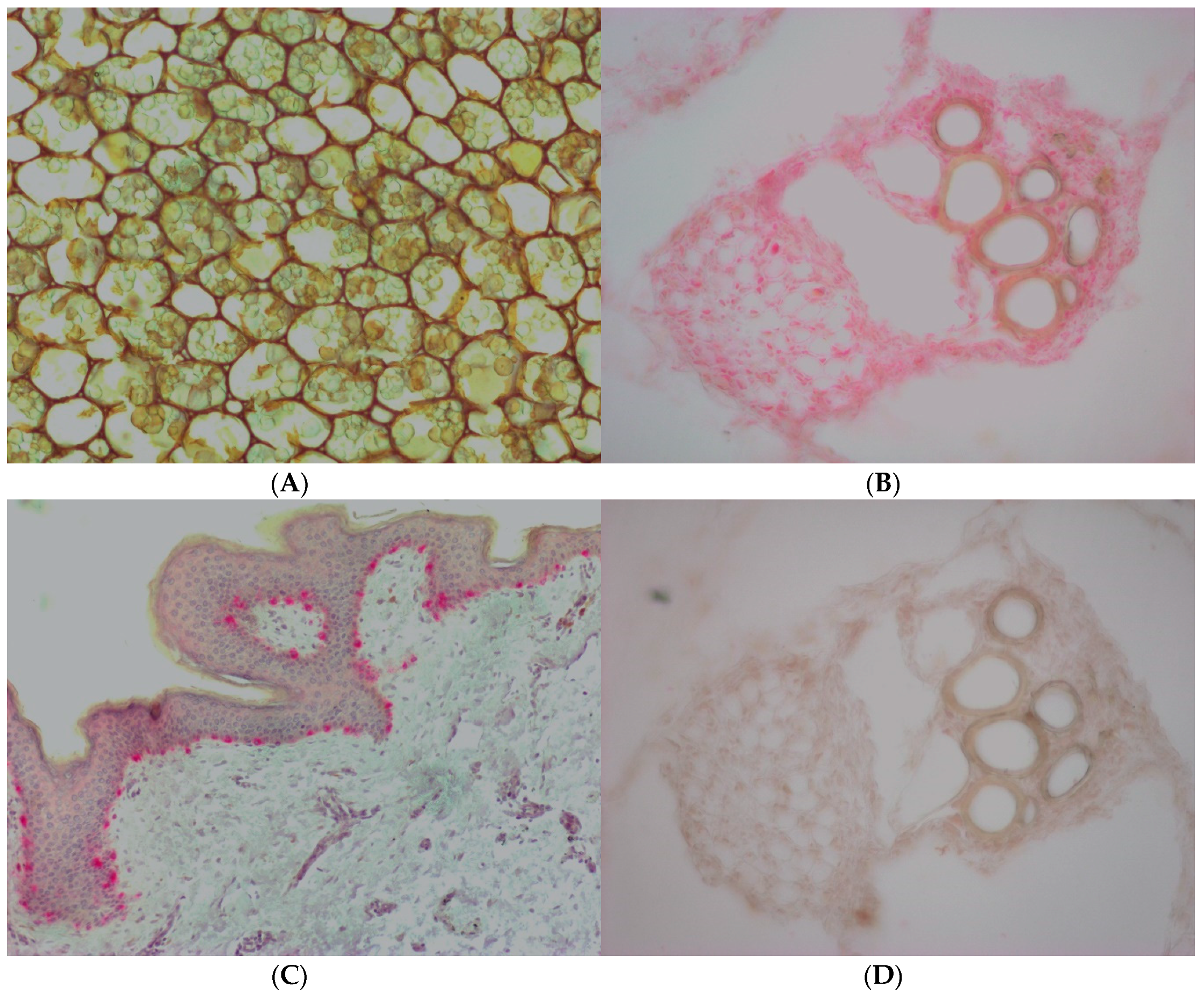 Plants 09 00964 g002 Plants 09 00964 g002