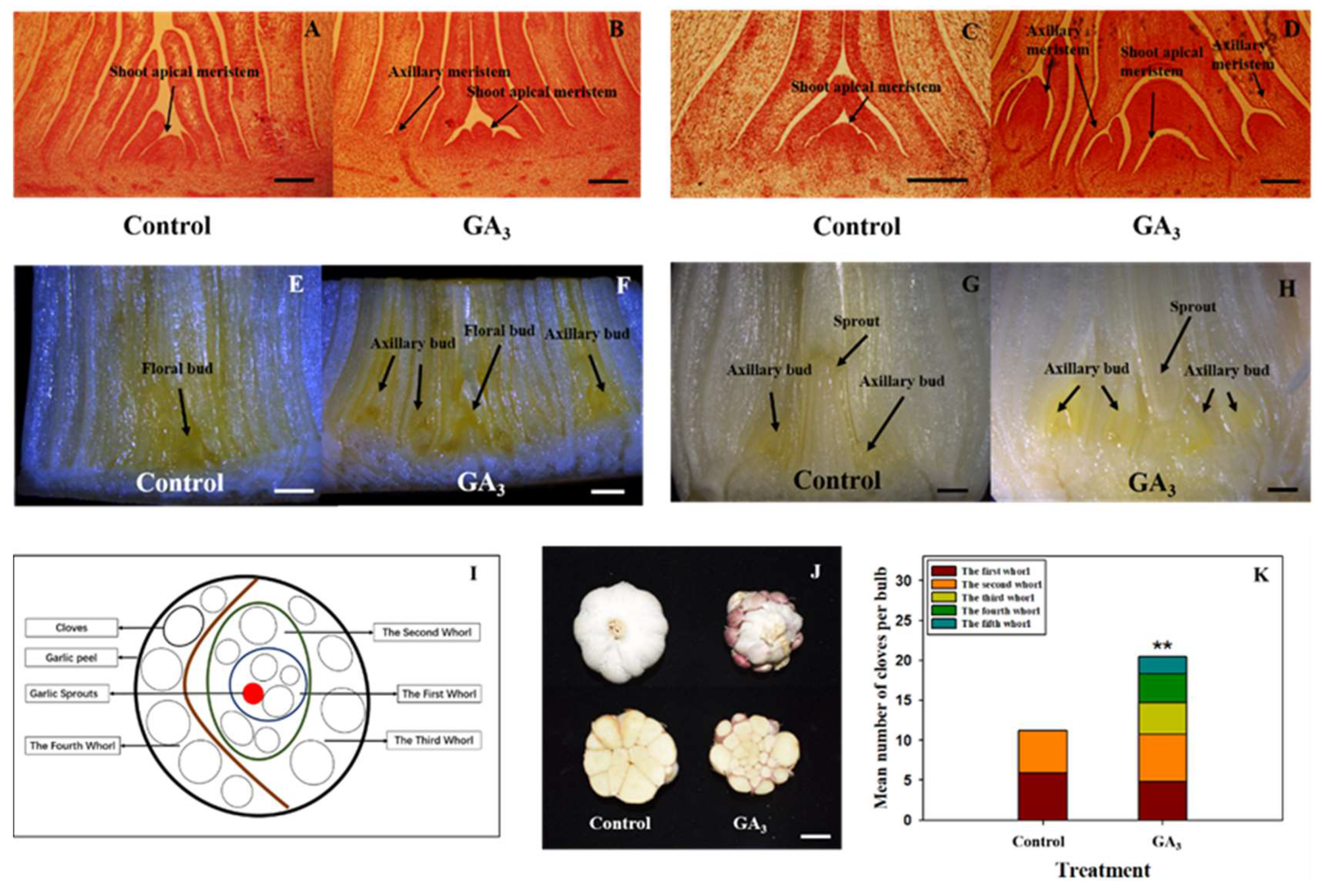 Plants 09 00970 g001