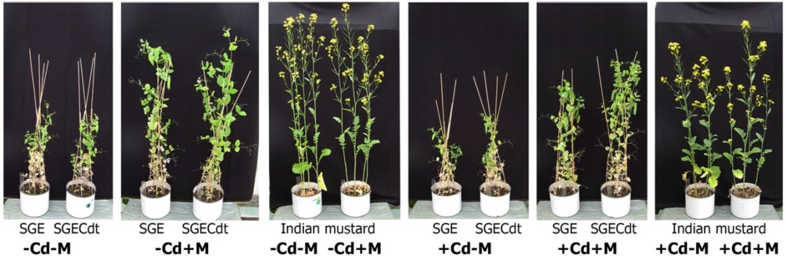 Plants 09 00975 g002 Plants 09 00975 g002