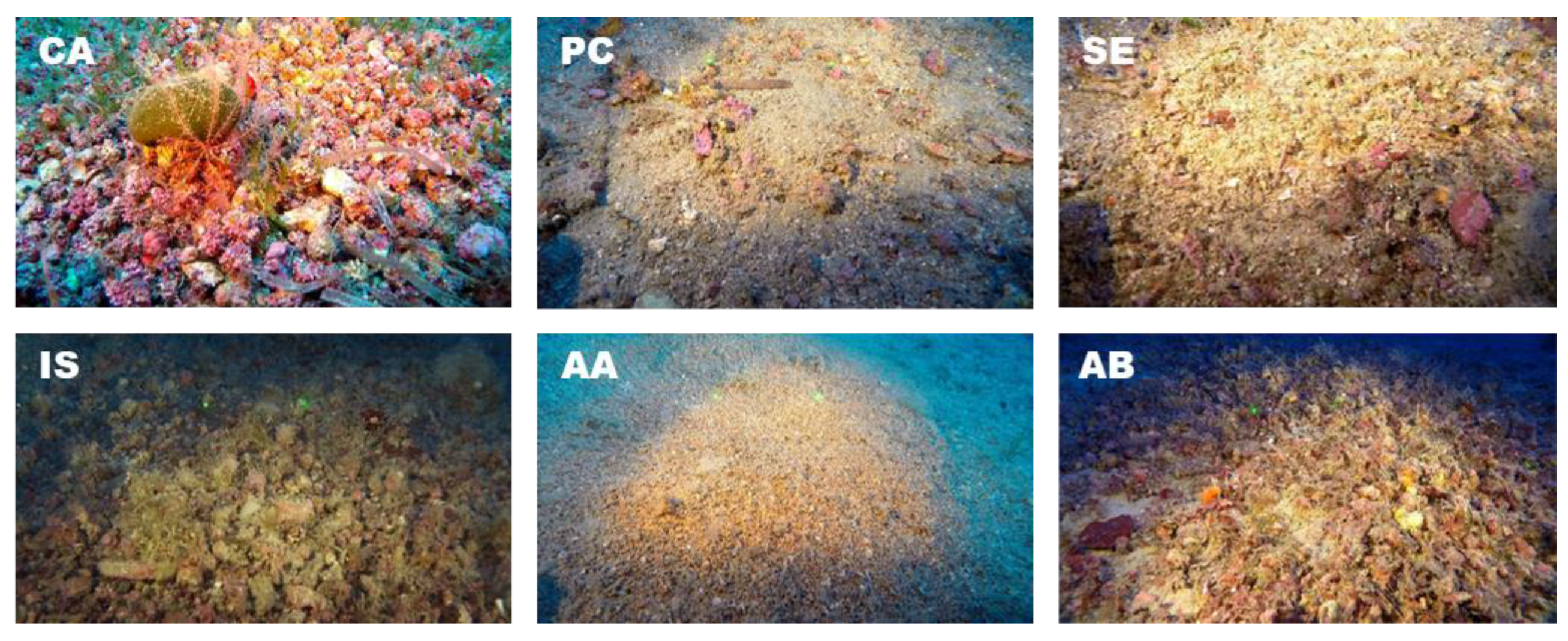 Plants 09 00985 g004