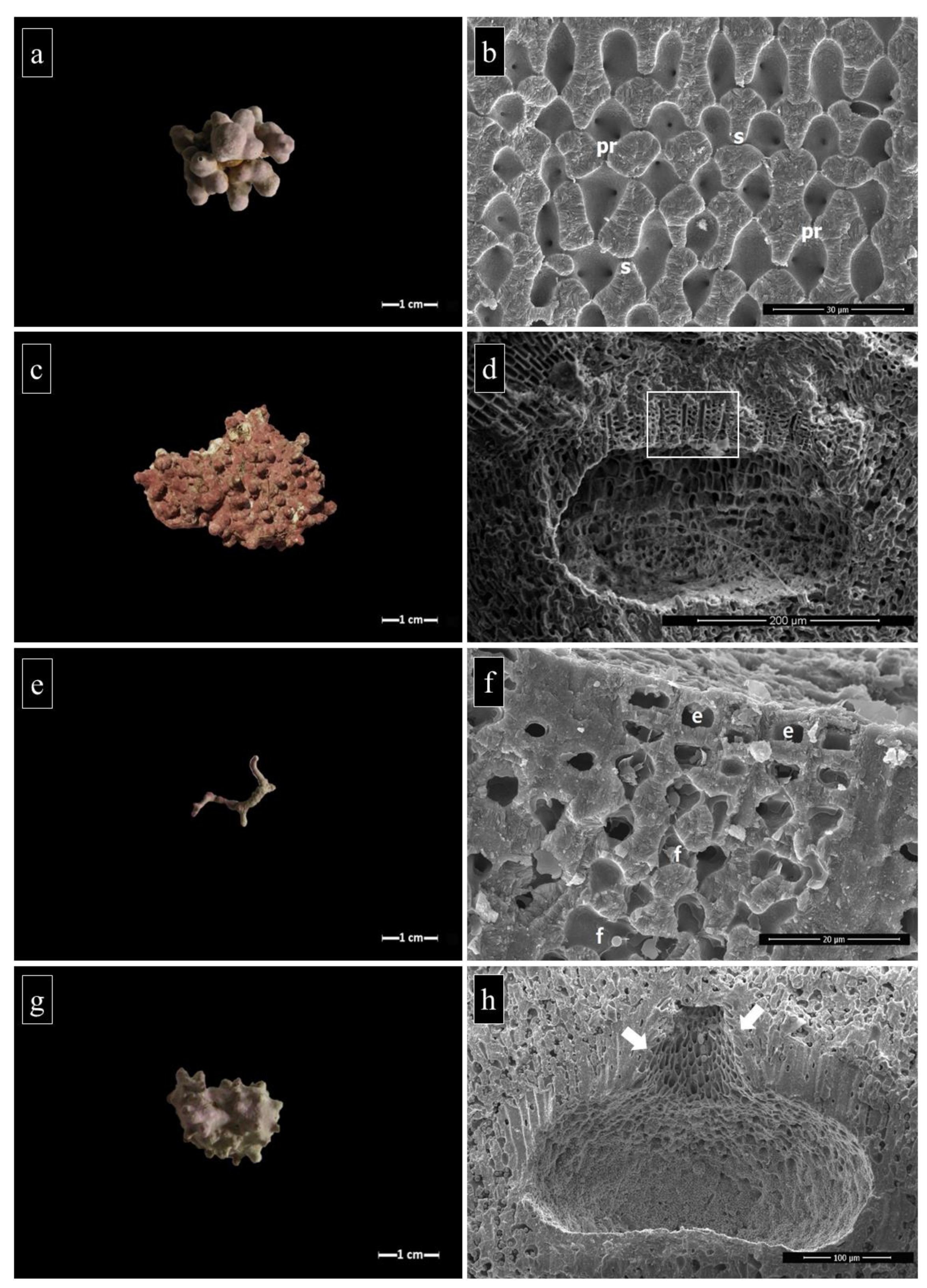 Plants 09 00985 g007
