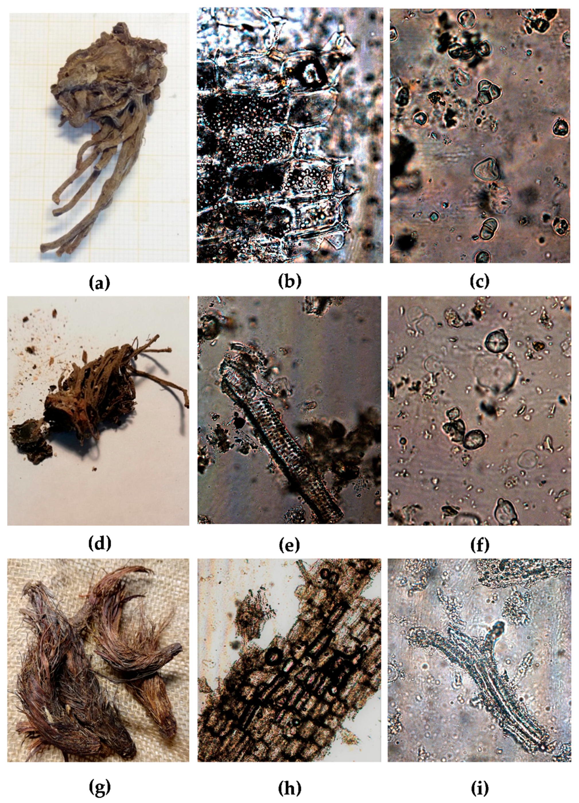 Plants 09 00994 g001