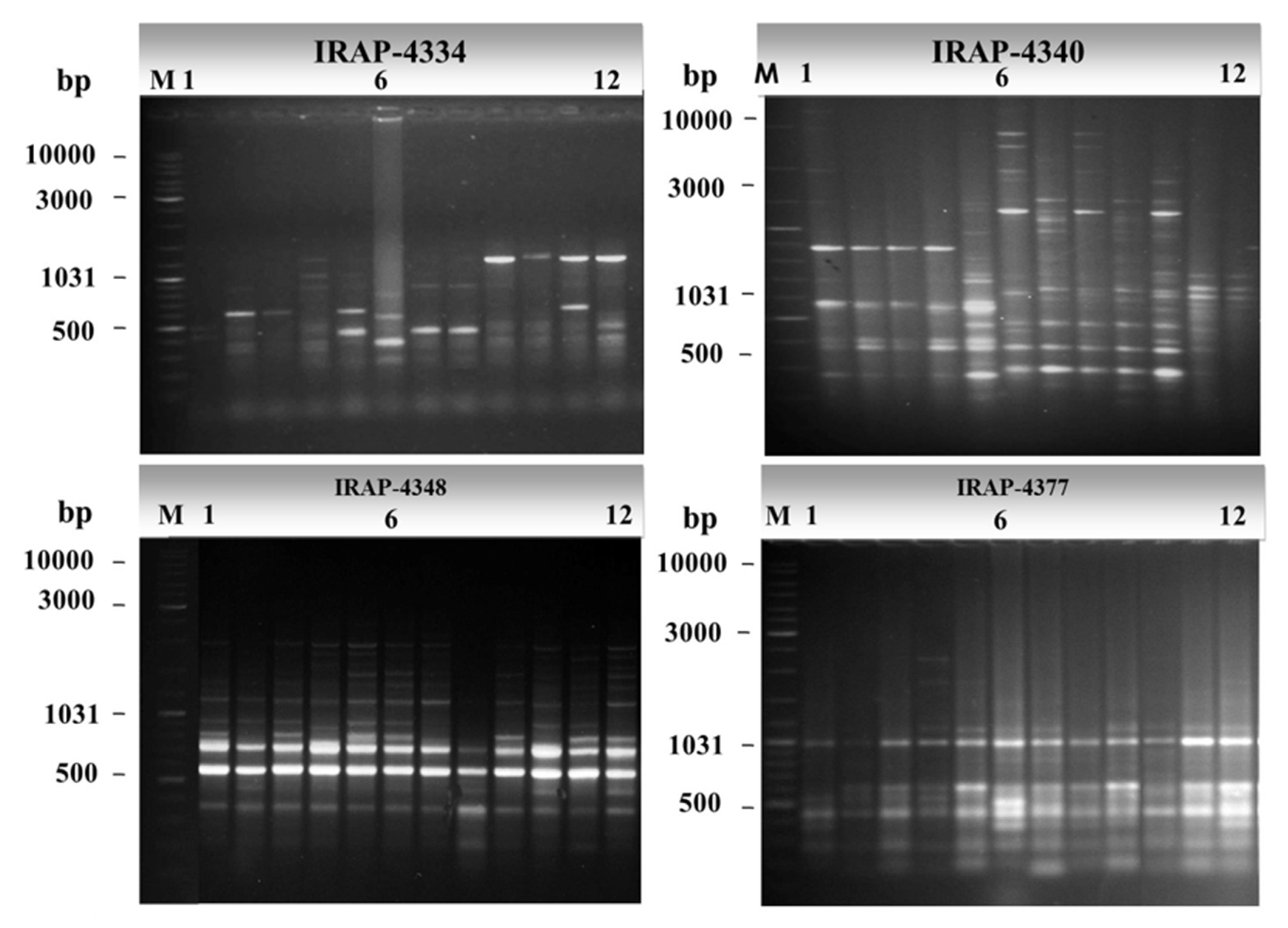 Plants 09 00995 g001