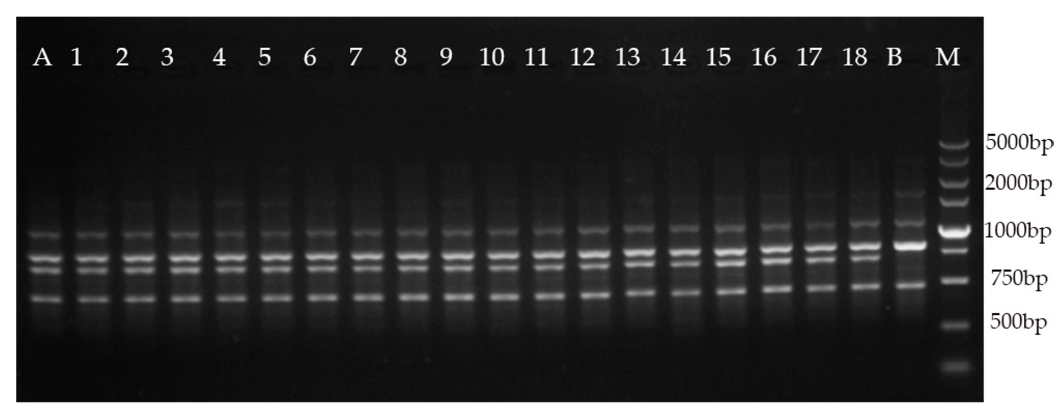 Plants 09 00997 g003