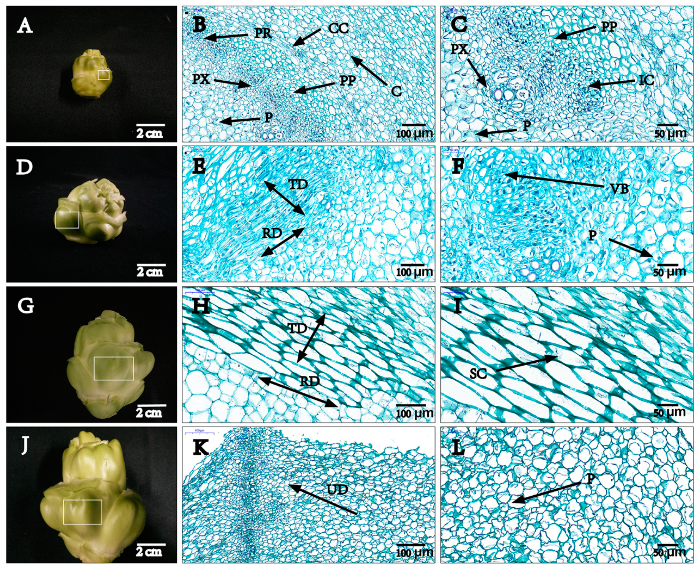 Plants 09 01006 g001