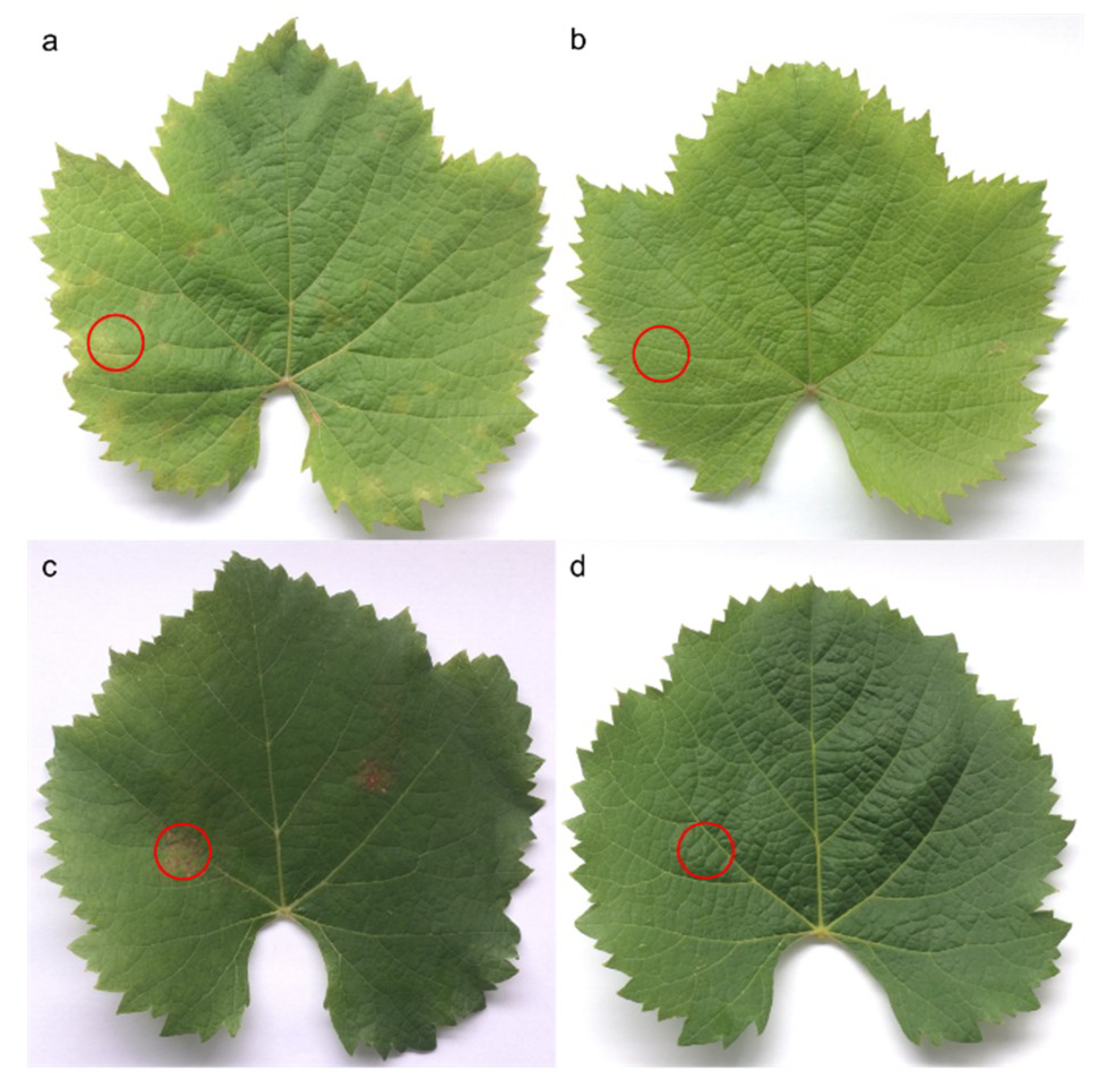 Plants 09 01008 g008