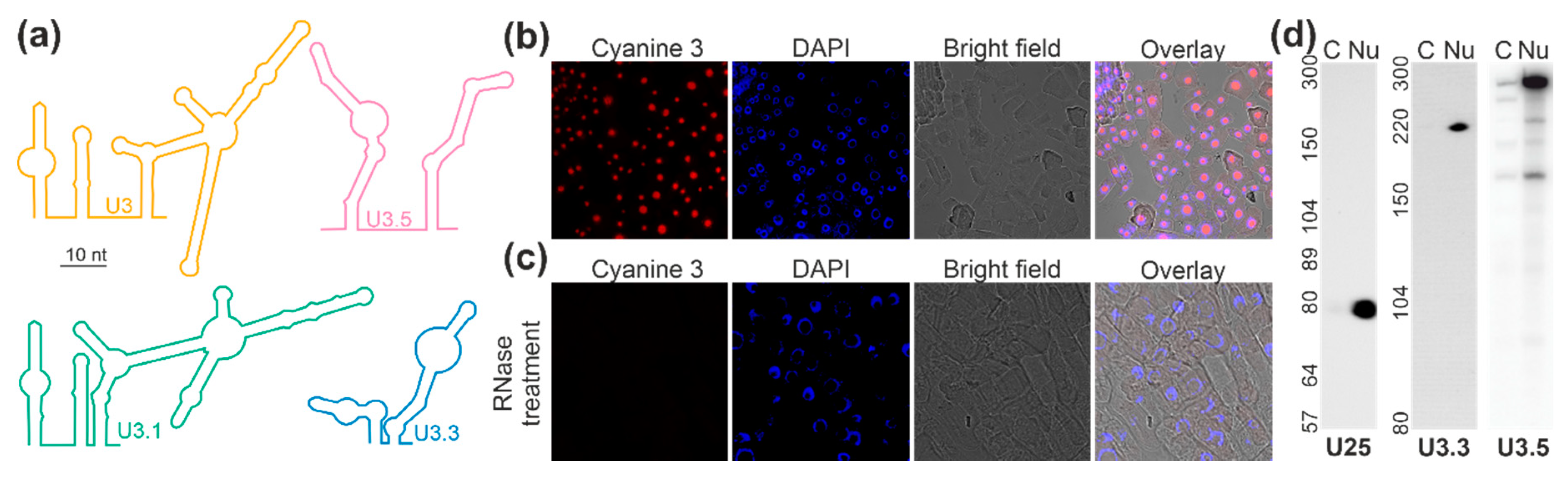 Plants 09 01016 g003