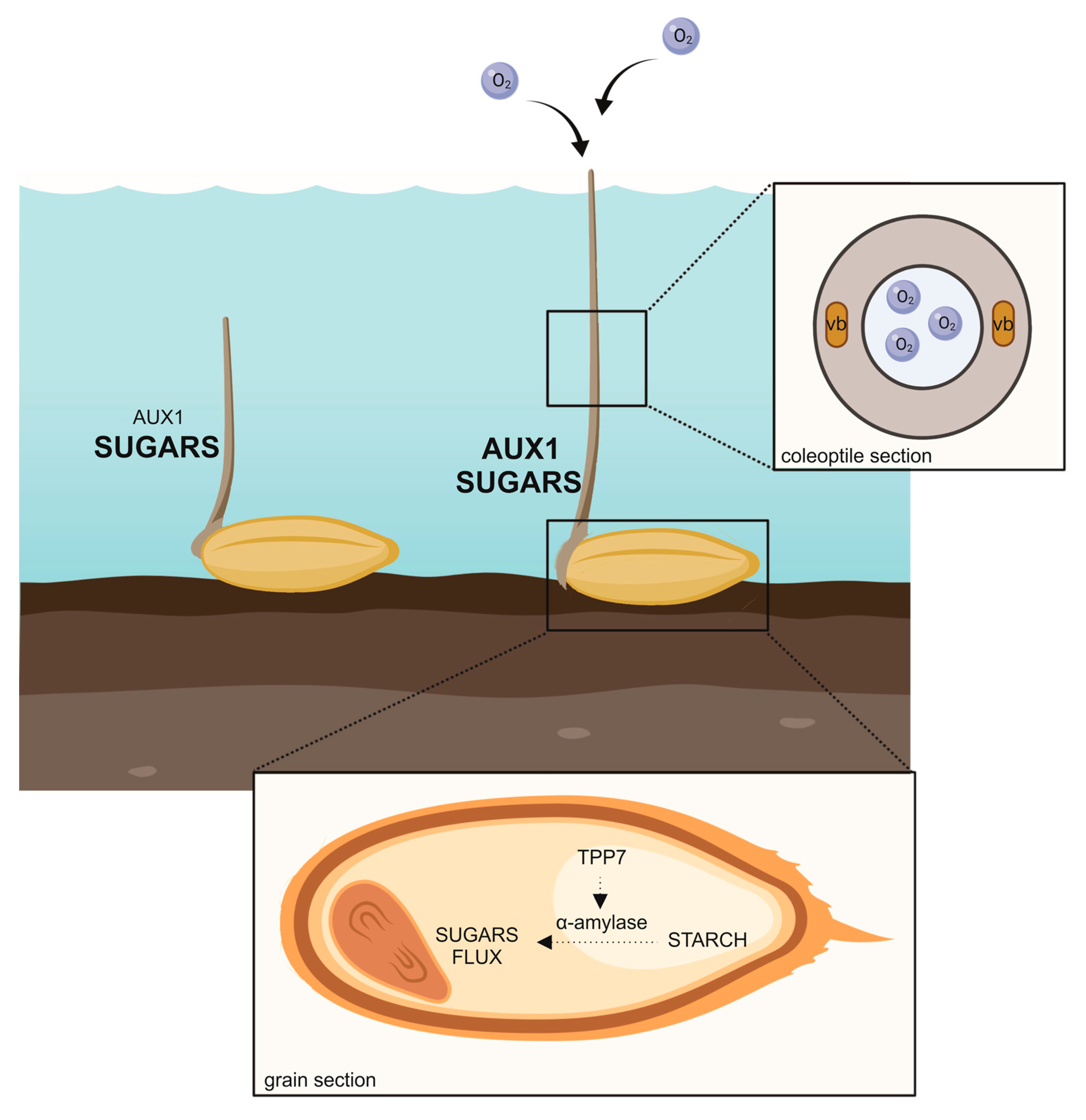 Plants 09 01037 g001