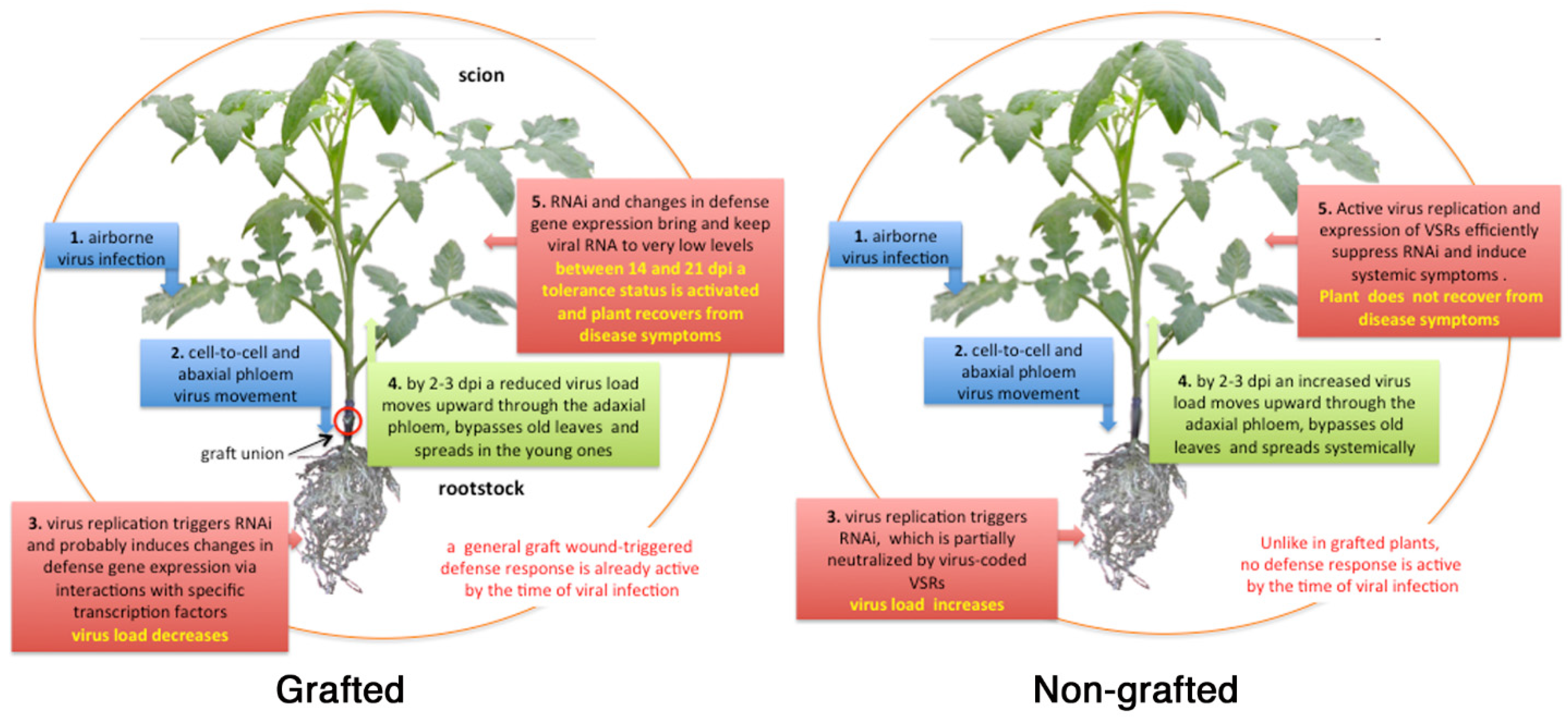 Plants 09 01042 g003 Plants 09 01042 g003