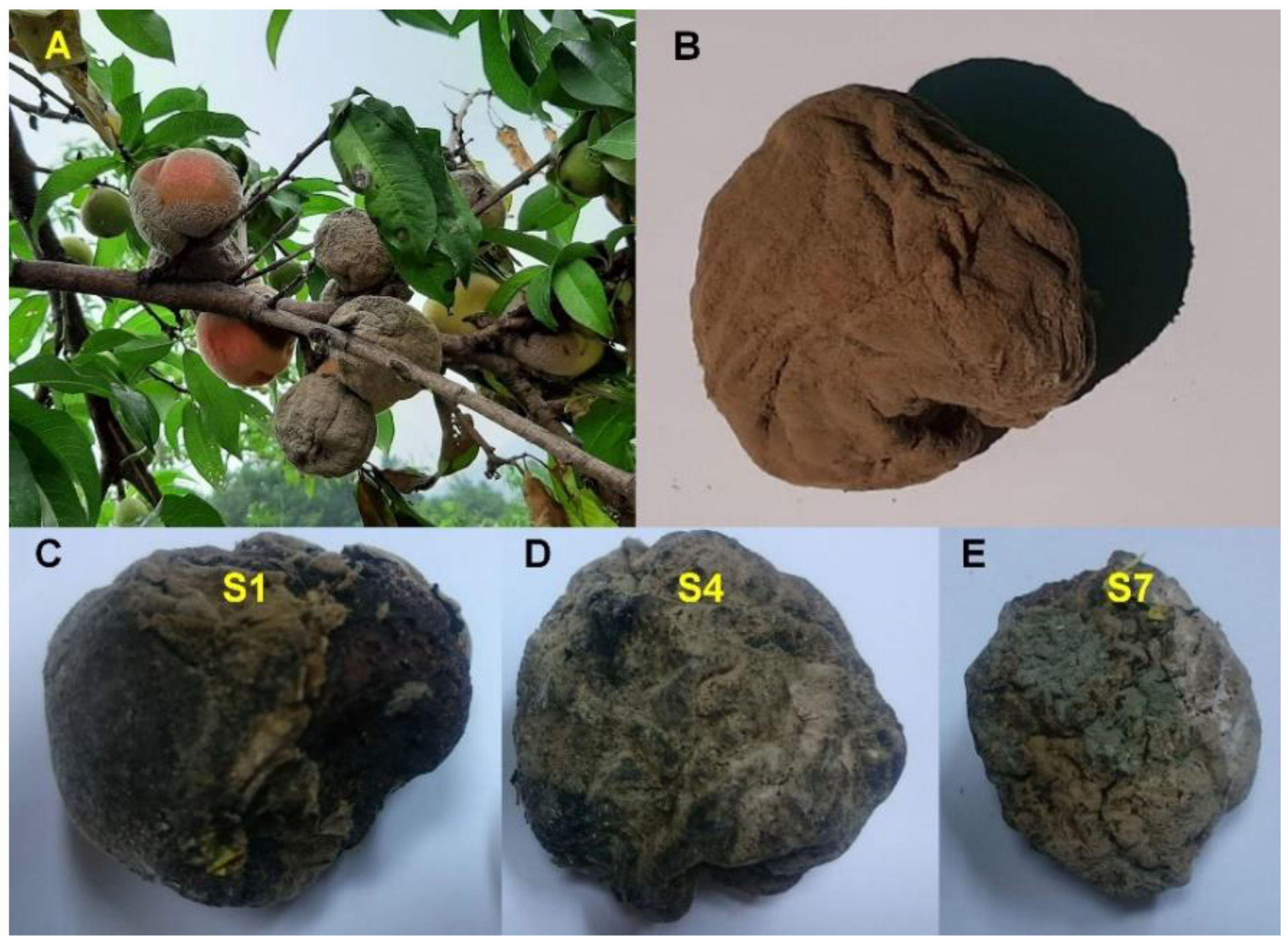 Plants 09 01052 g001